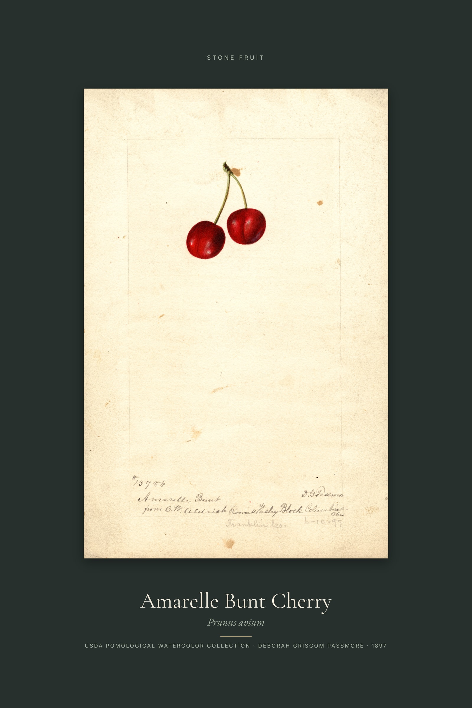 Amarelle Bunt Cherry — Specimen