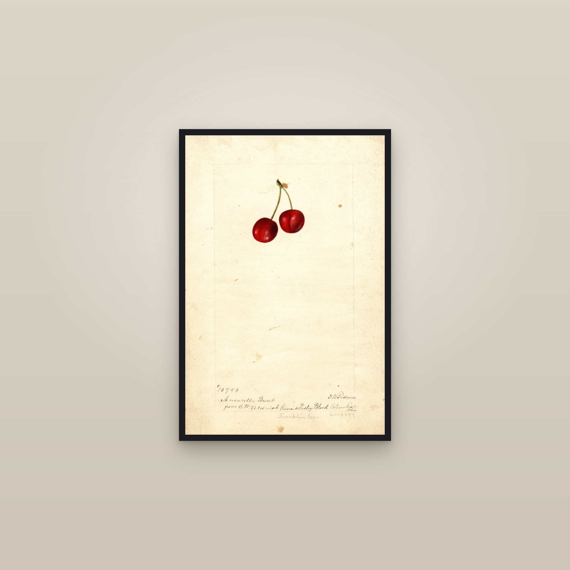 Amarelle Bunt Cherry — framed in a gallery setting