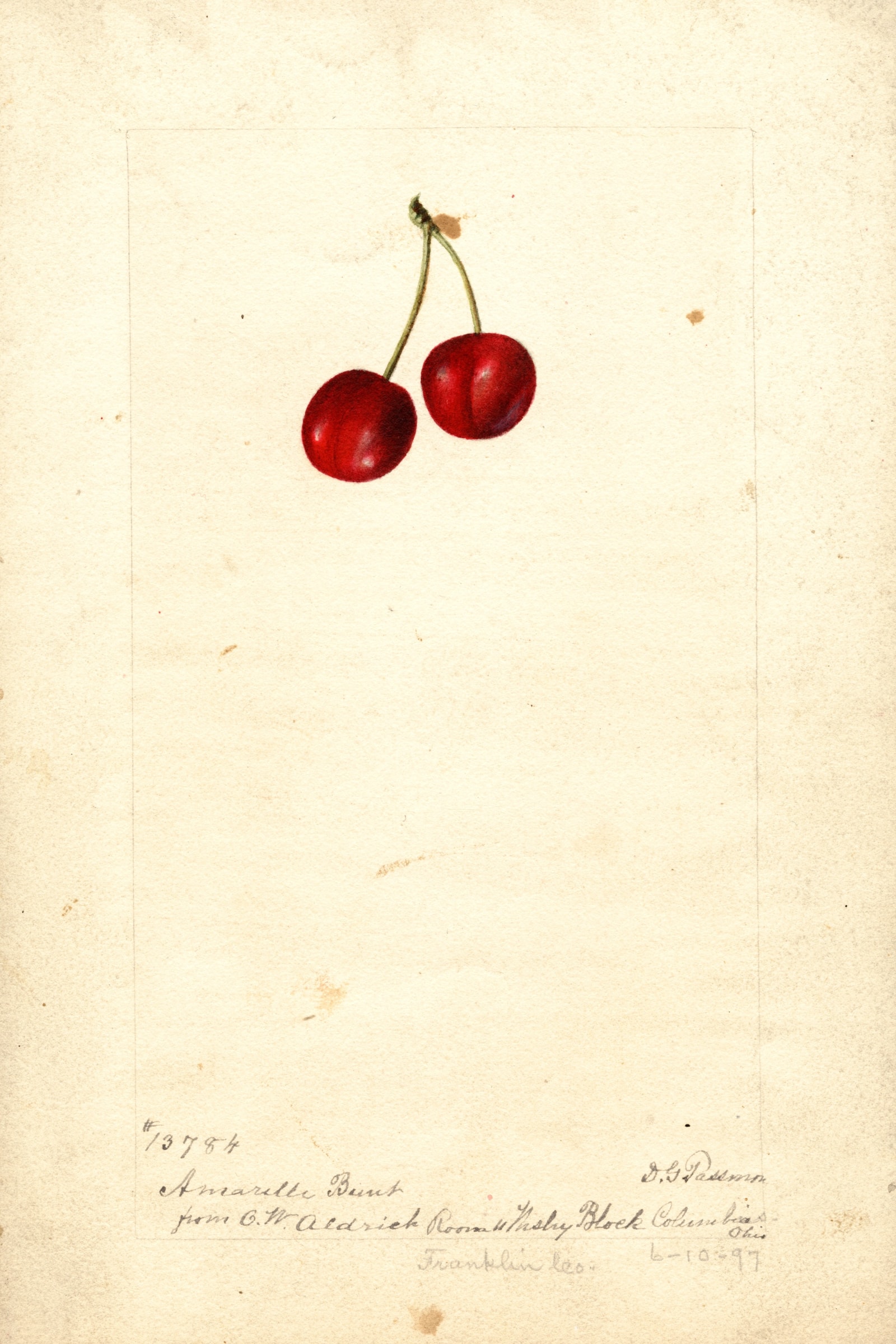 Amarelle Bunt Cherry