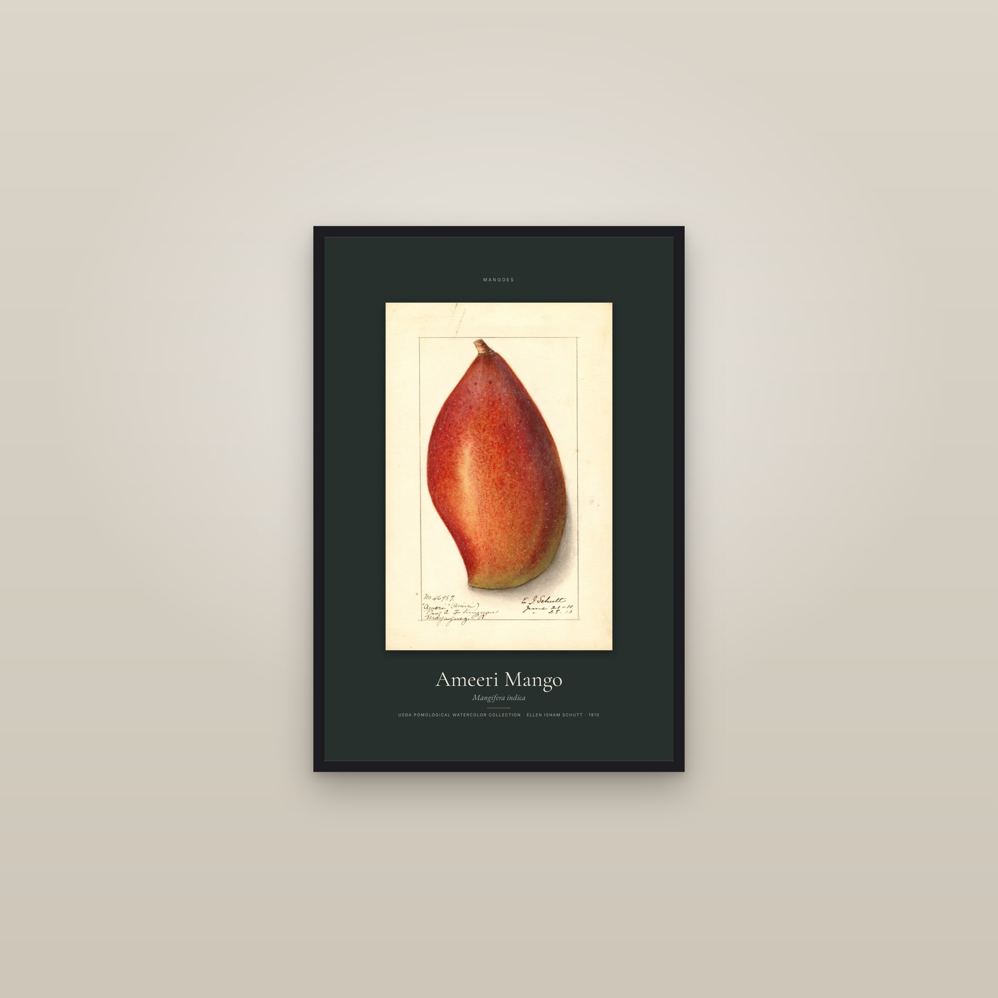 Ameeri Mango — Specimen — framed in a gallery setting