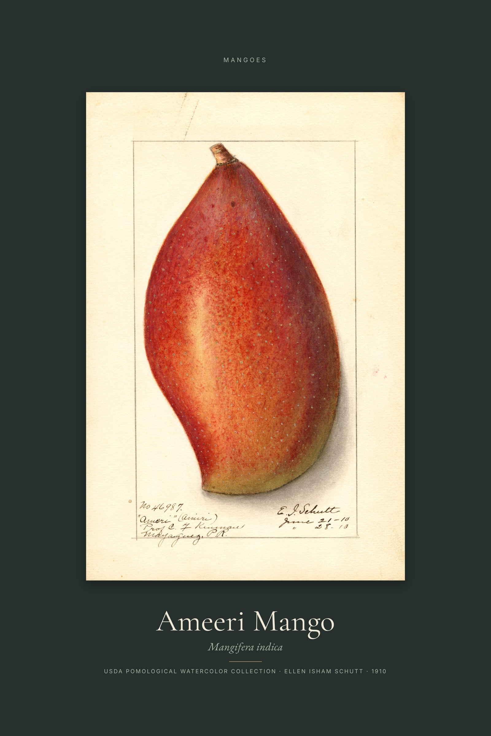 Ameeri Mango — Specimen