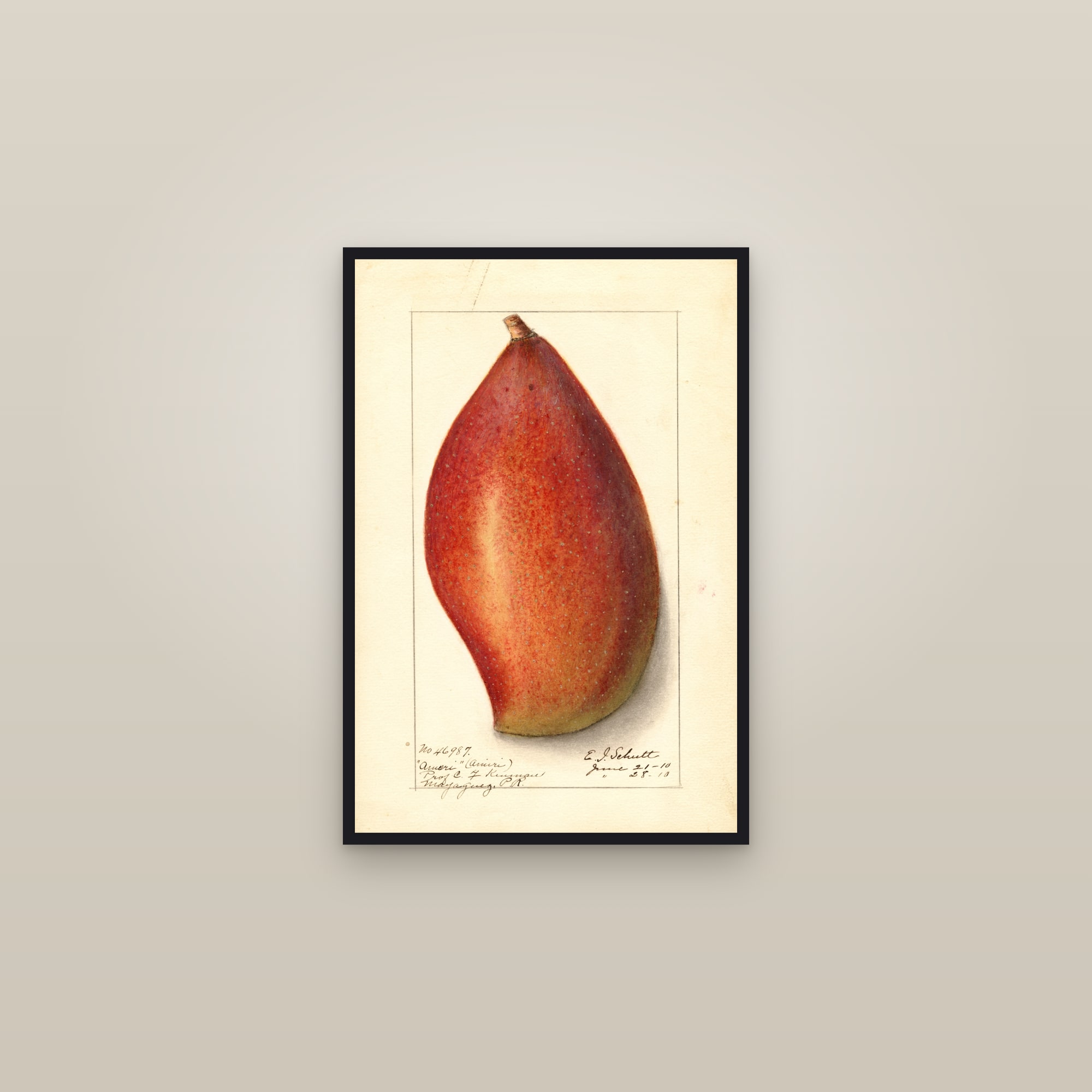Ameeri Mango — framed in a gallery setting