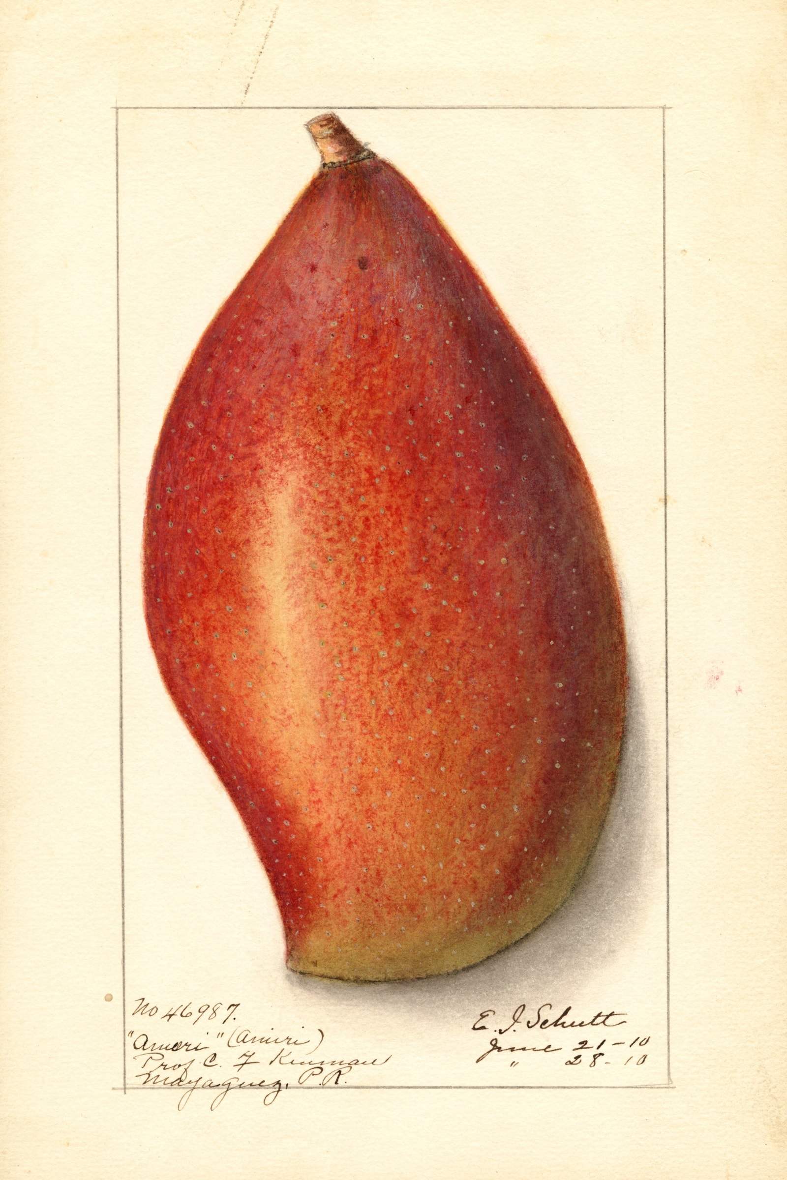 Ameeri Mango