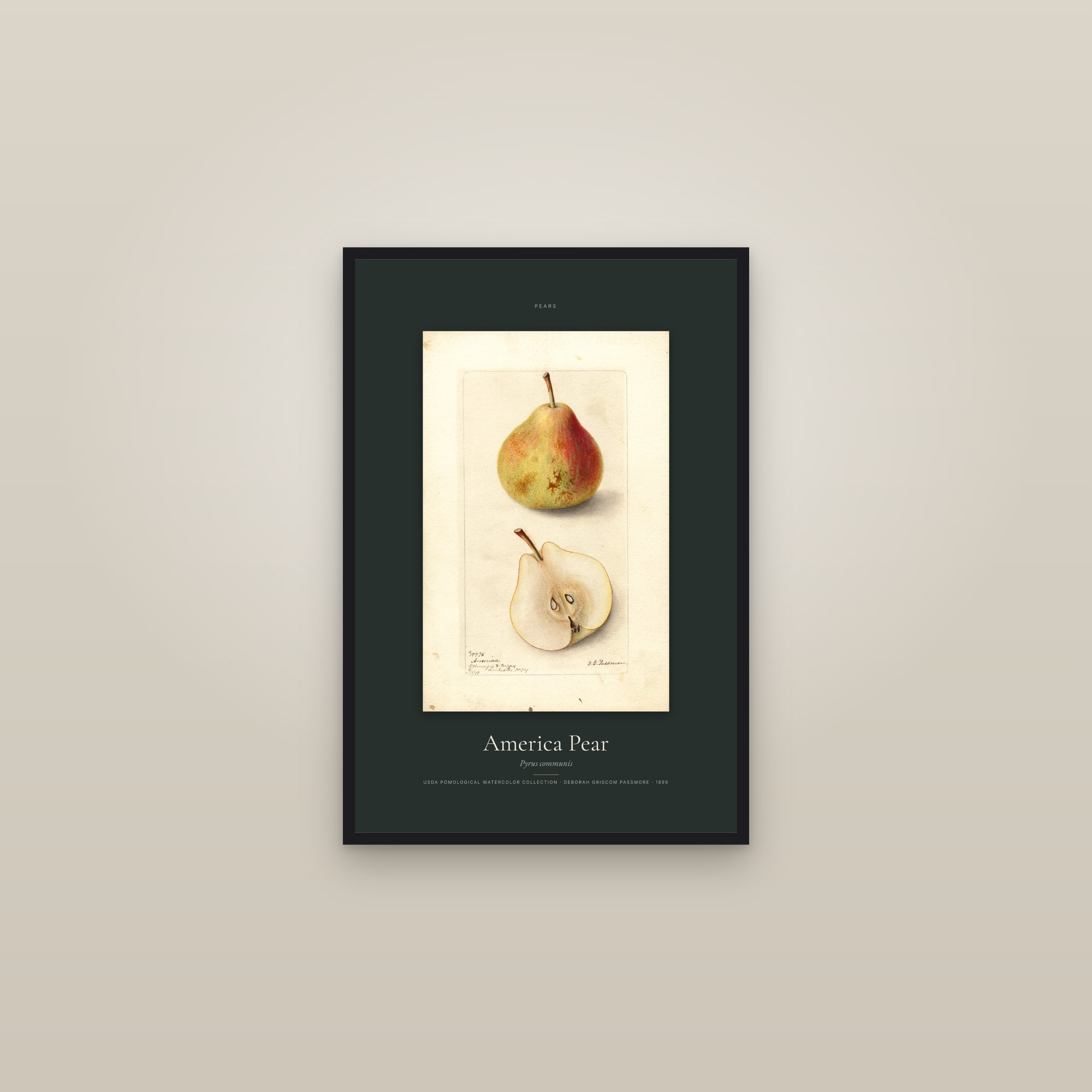 America Pear — Specimen — framed in a gallery setting