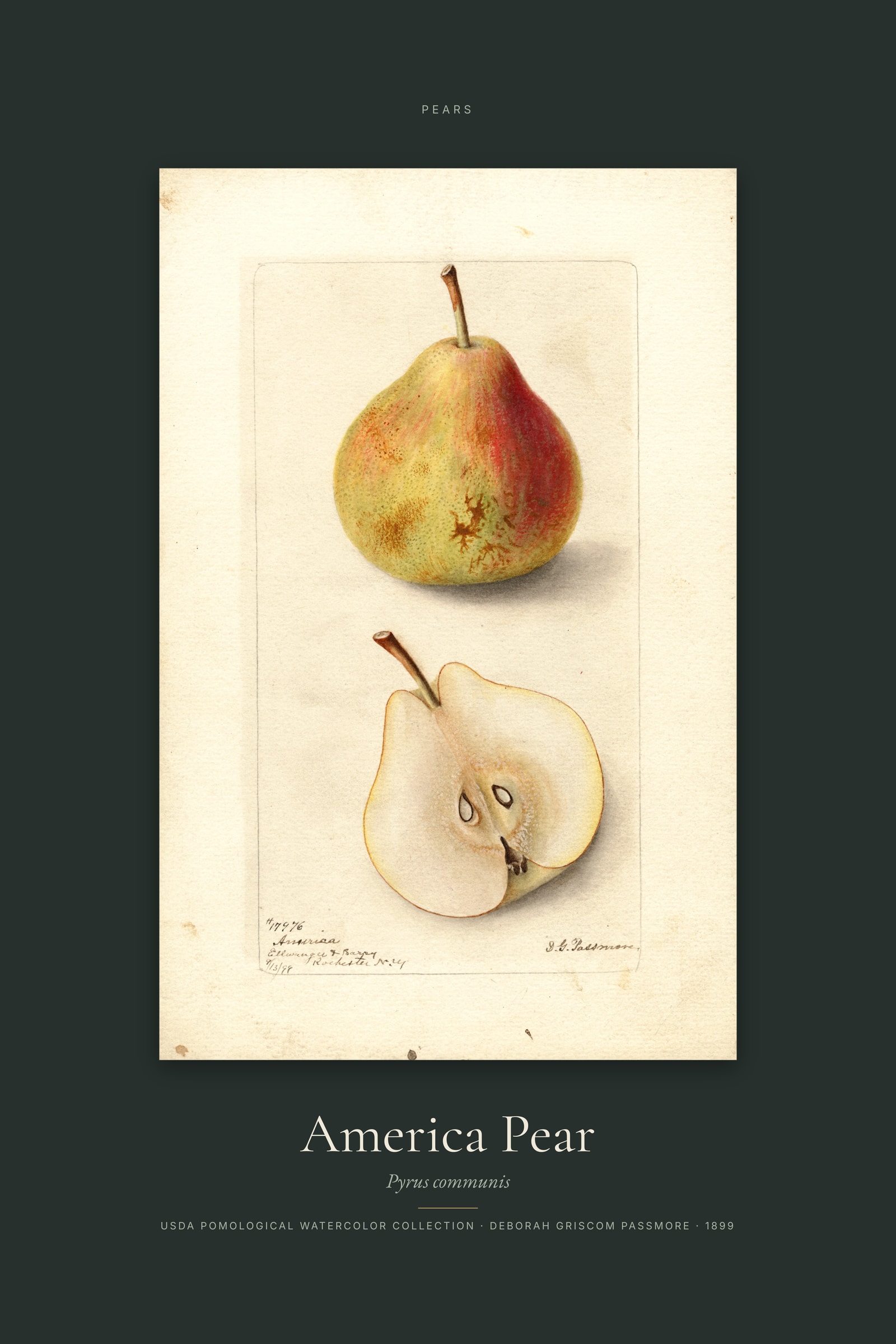 America Pear — Specimen