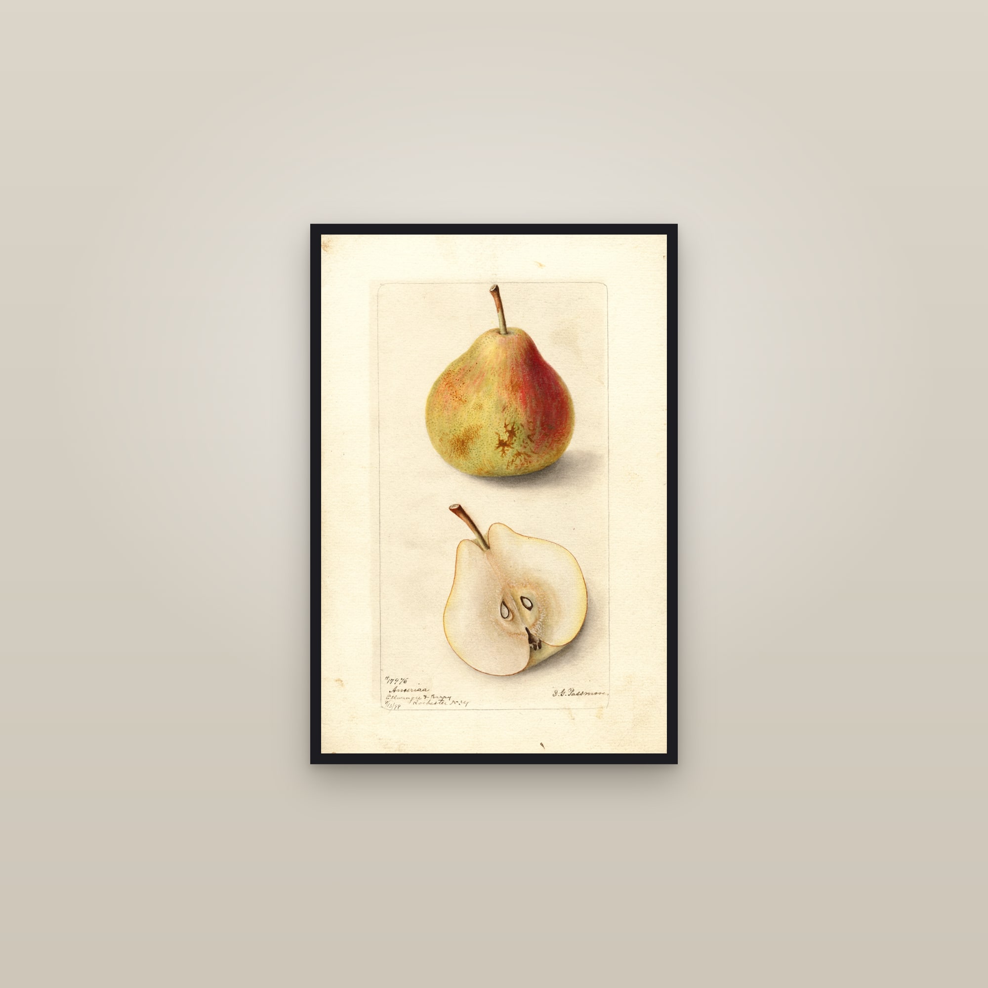 America Pear — framed in a gallery setting