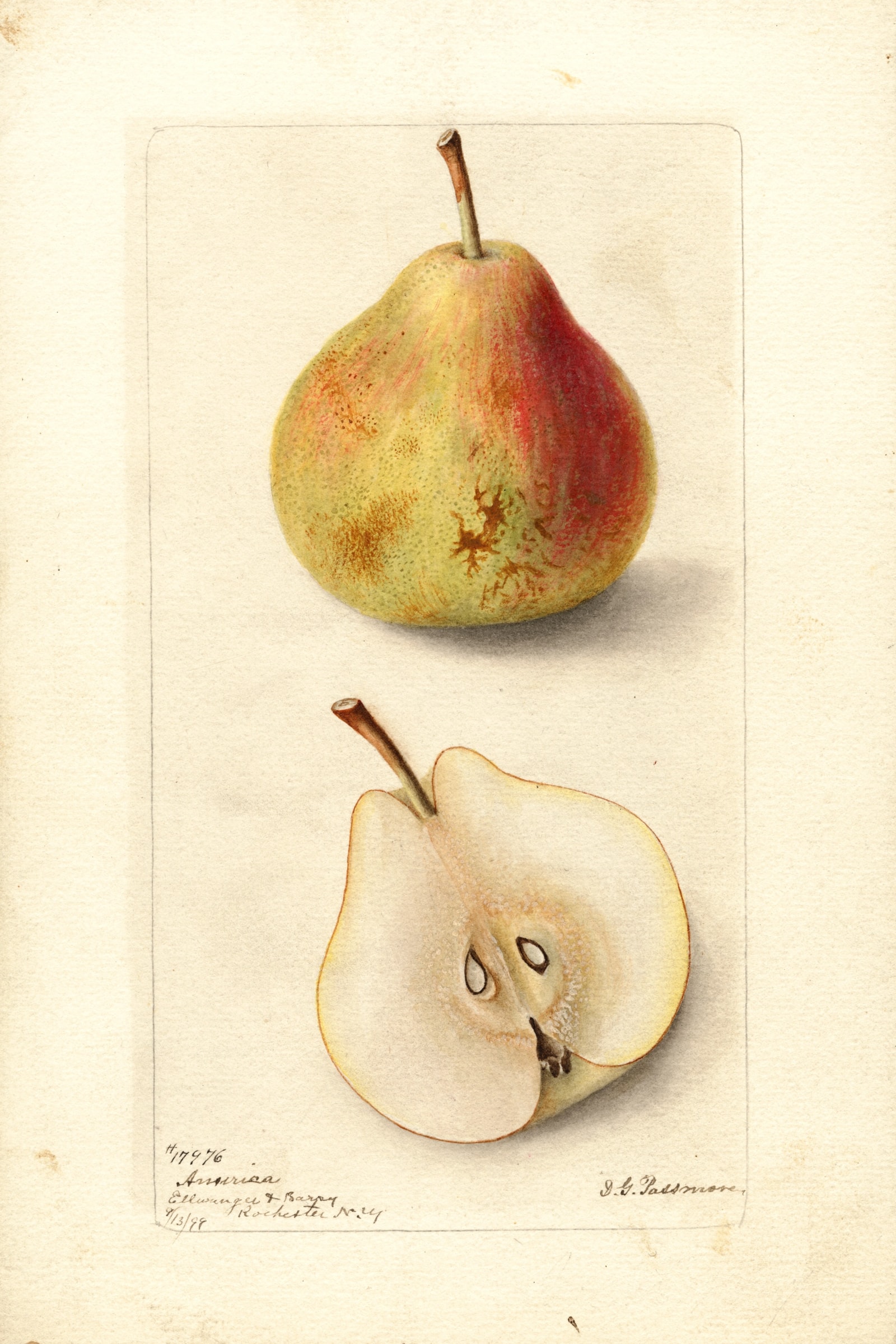 America Pear