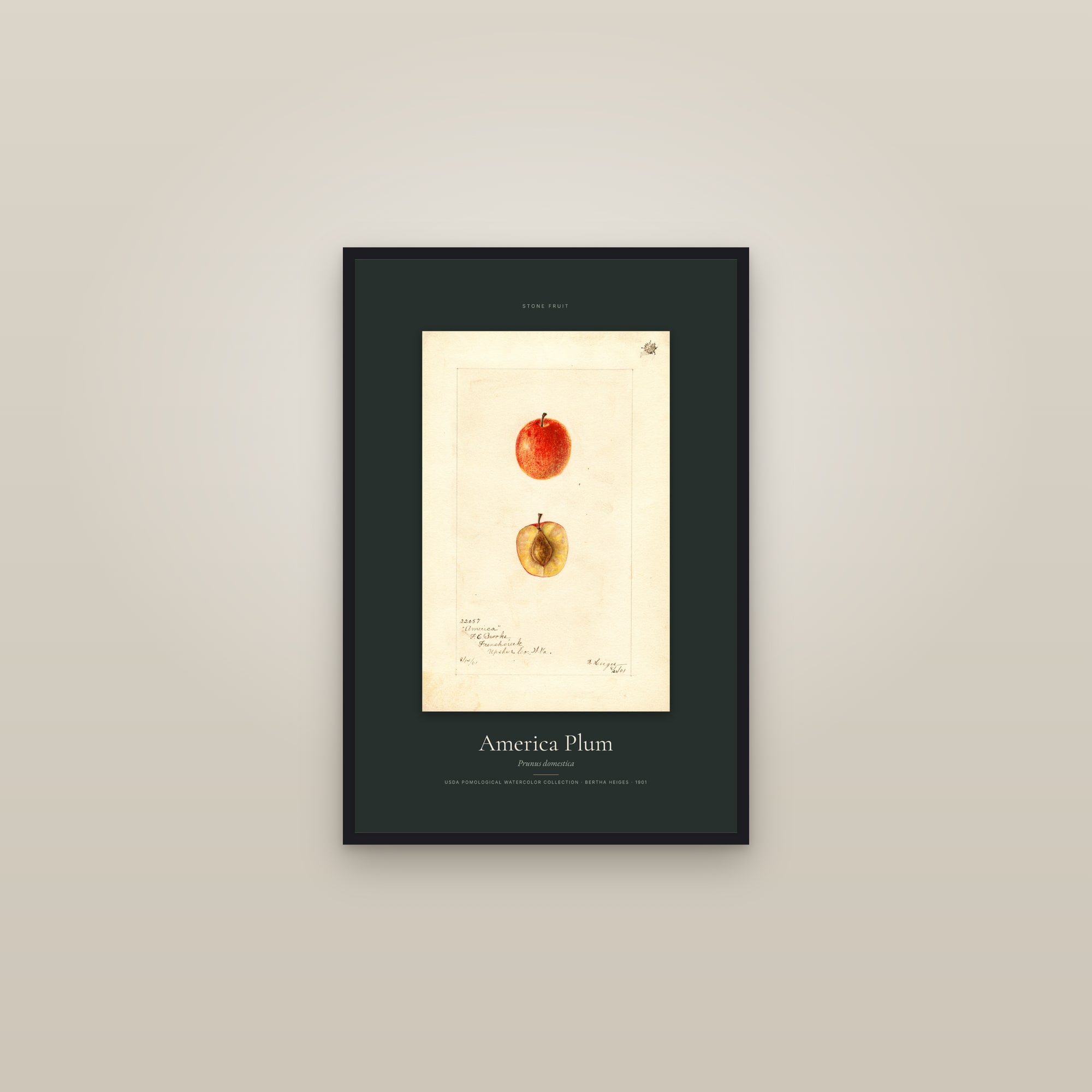 America Plum — Specimen — framed in a gallery setting
