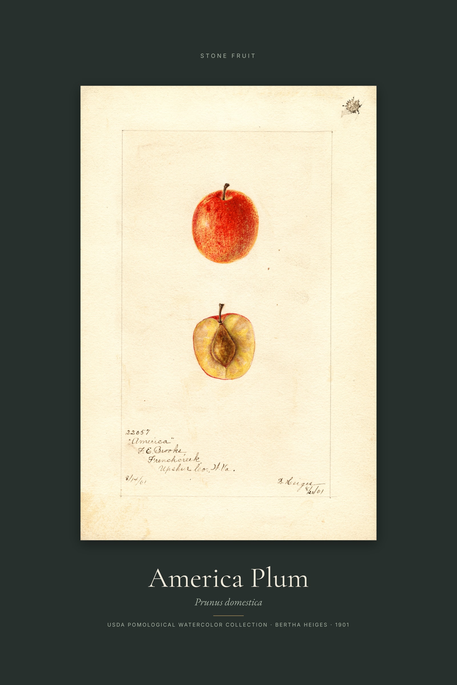 America Plum — Specimen