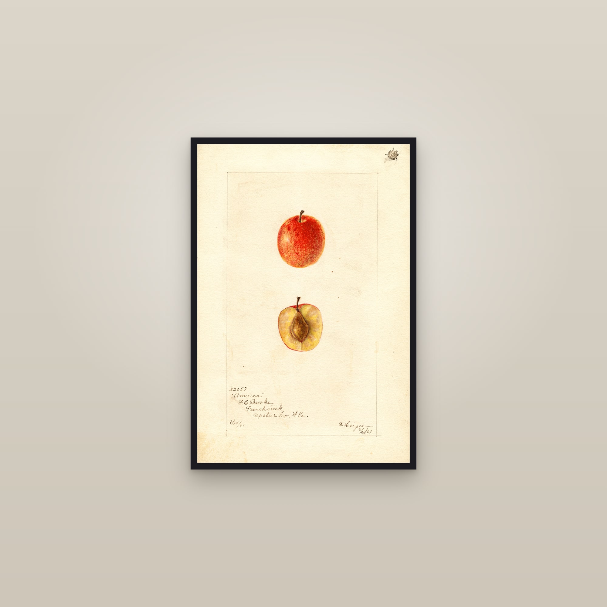 America Plum — framed in a gallery setting