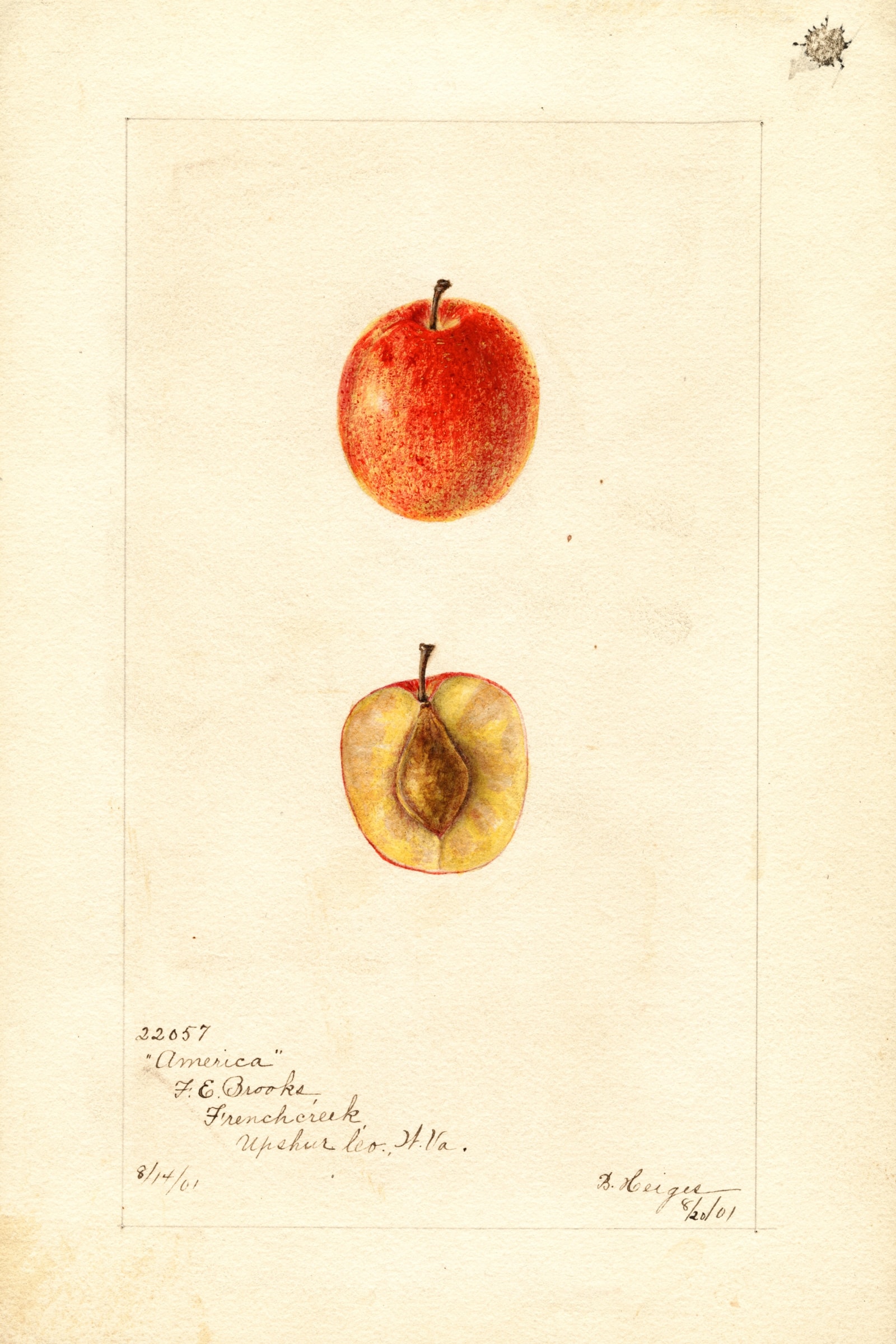 America Plum