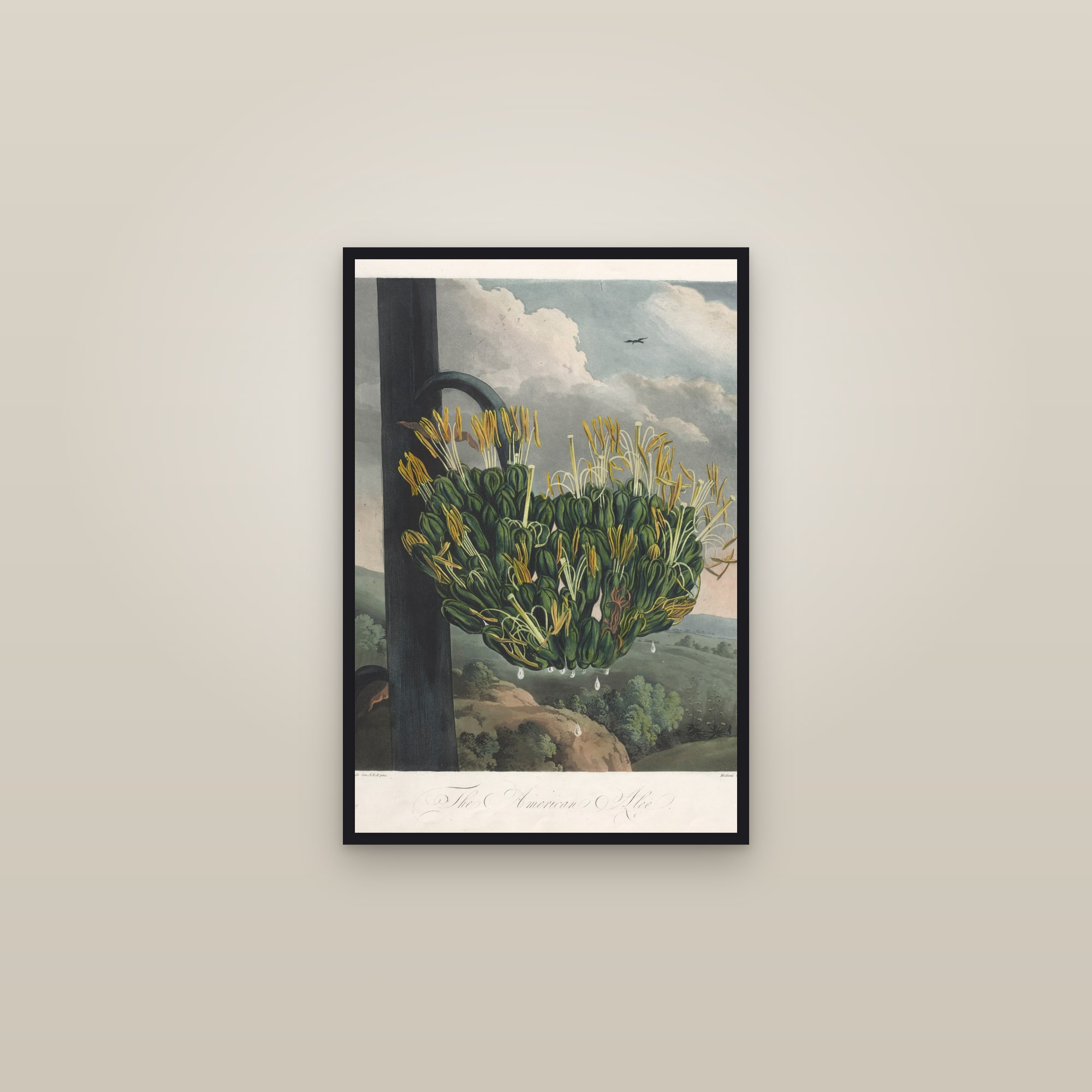 American Aloe — framed in a gallery setting