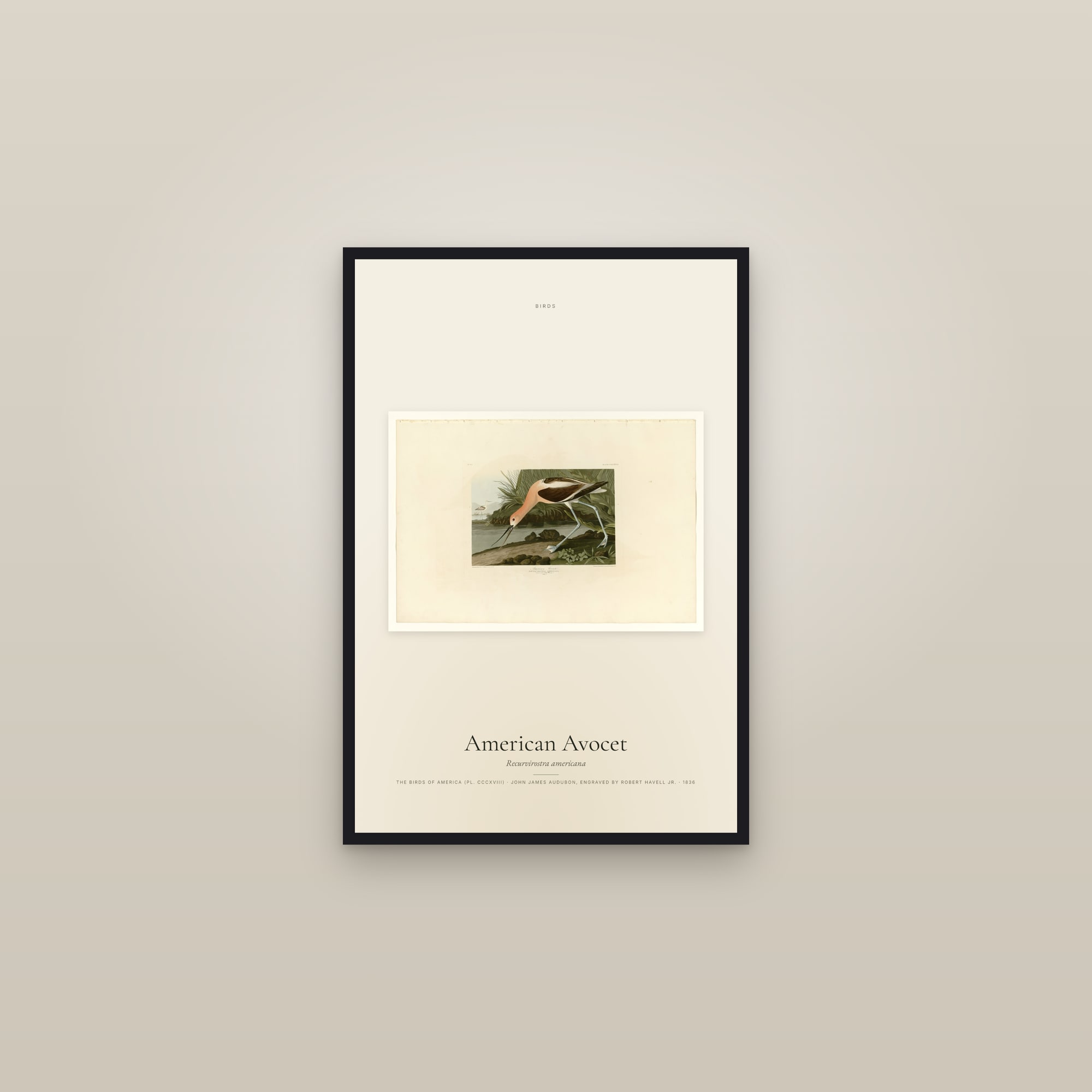 American Avocet — framed in a gallery setting