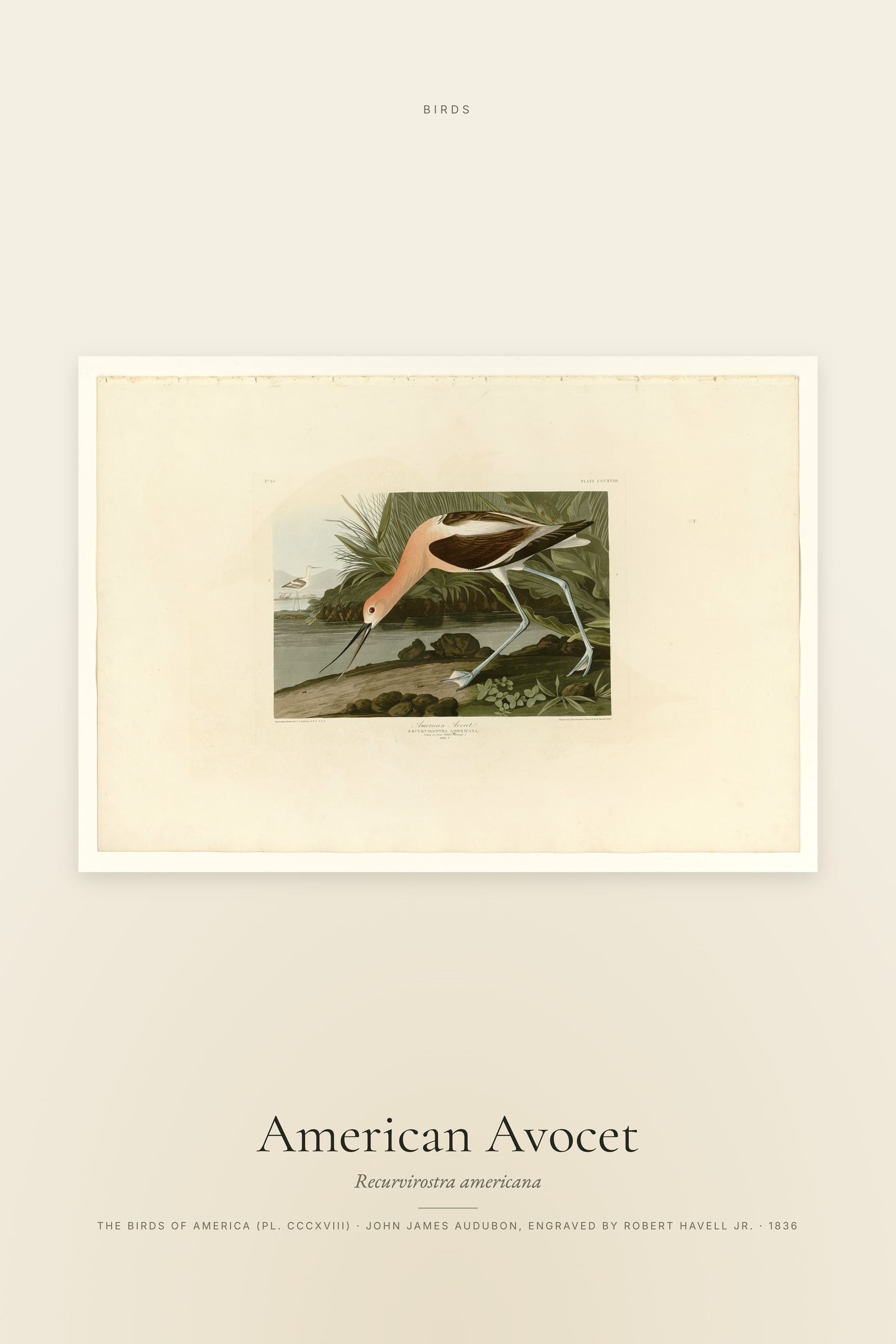 American Avocet
