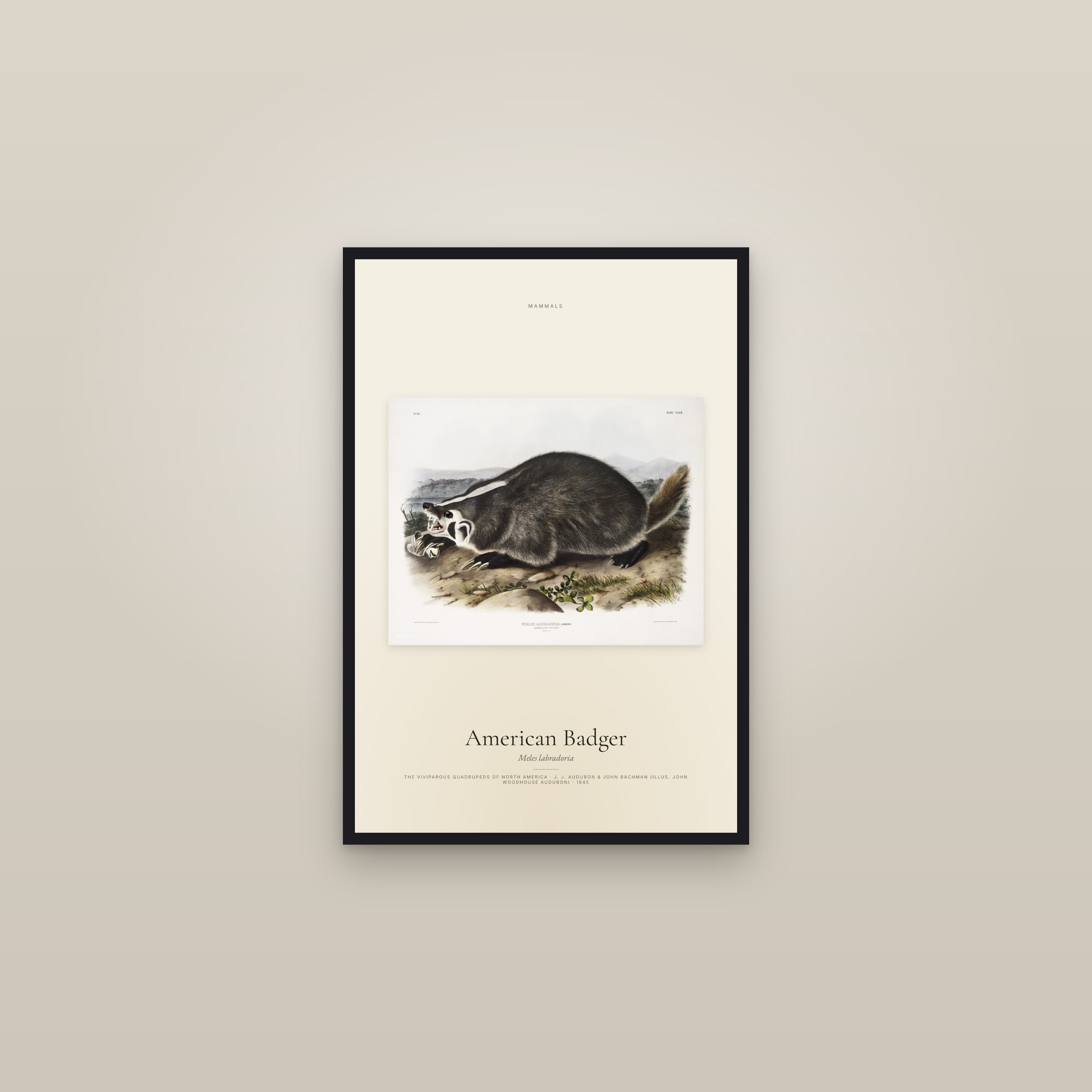 American Badger — framed in a gallery setting