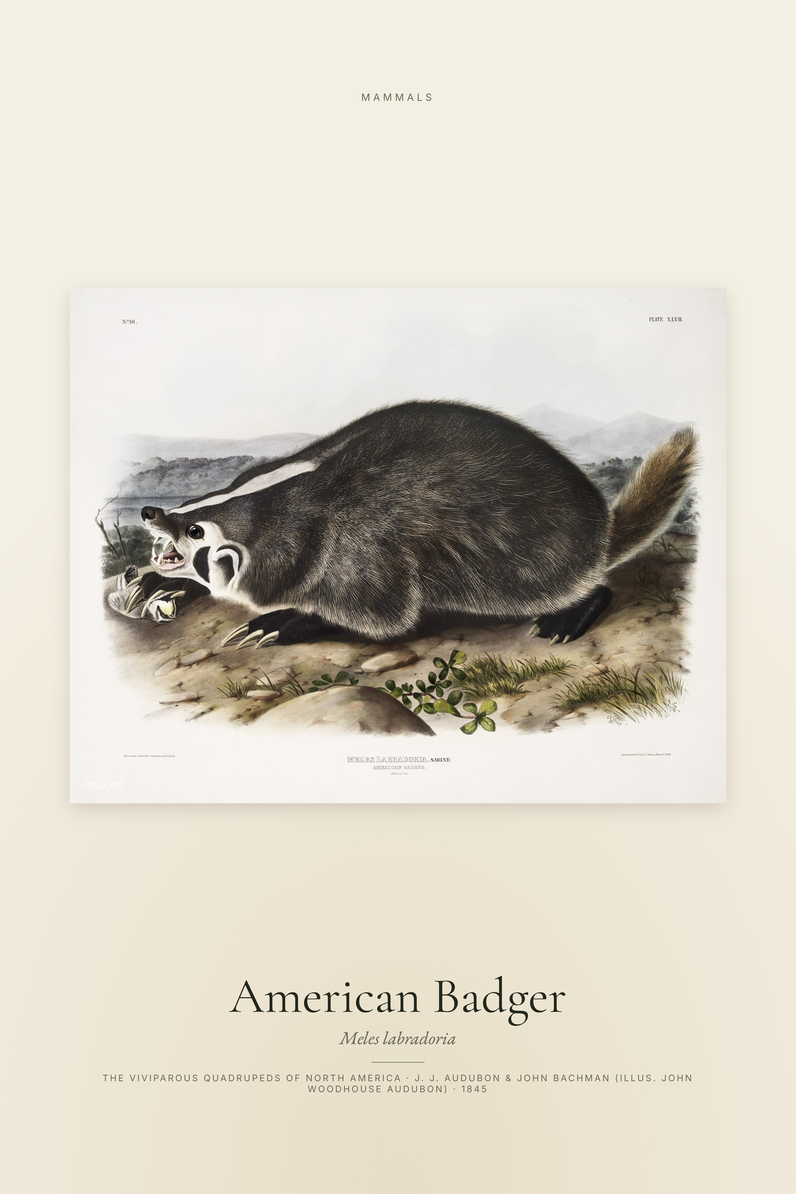 American Badger