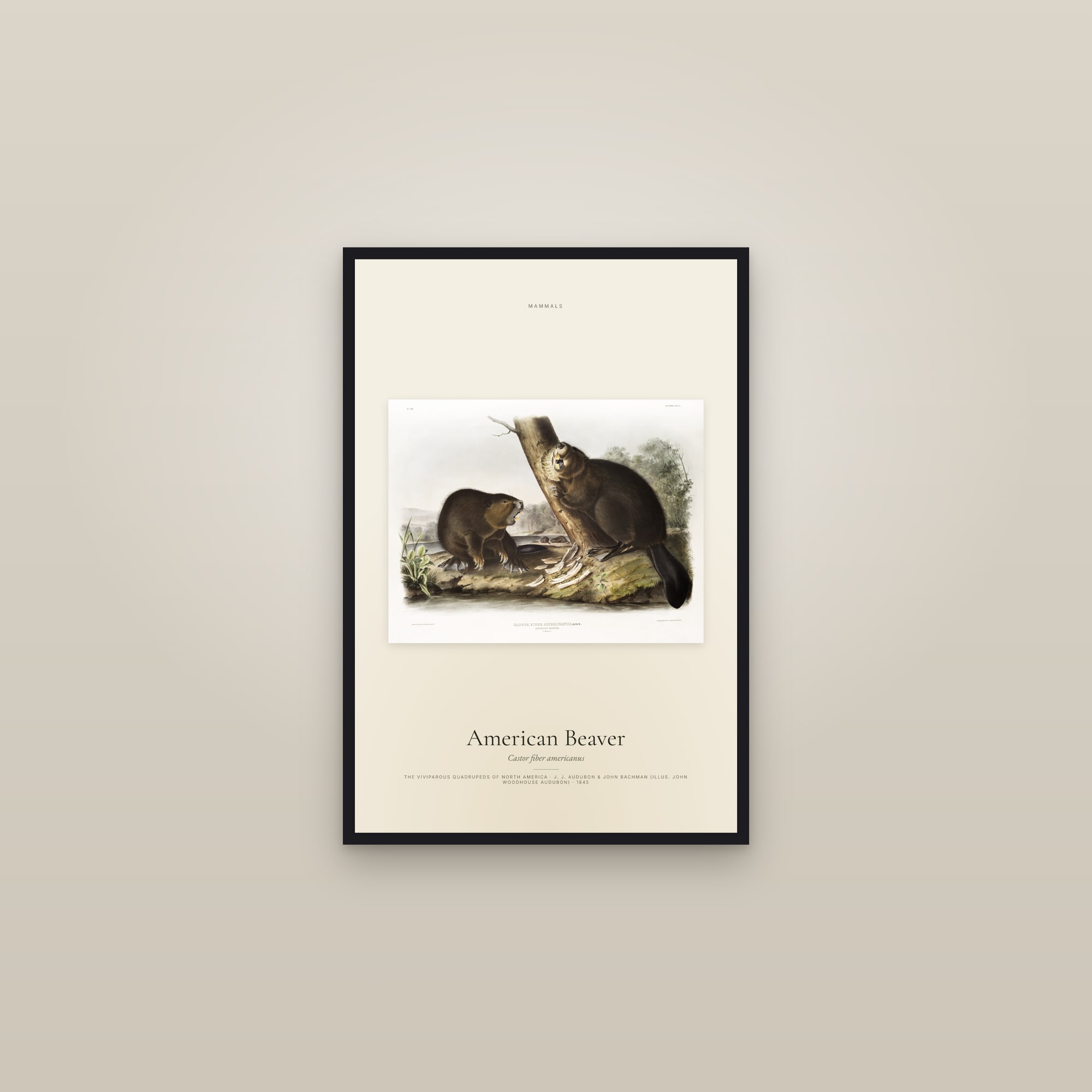 American Beaver — framed in a gallery setting
