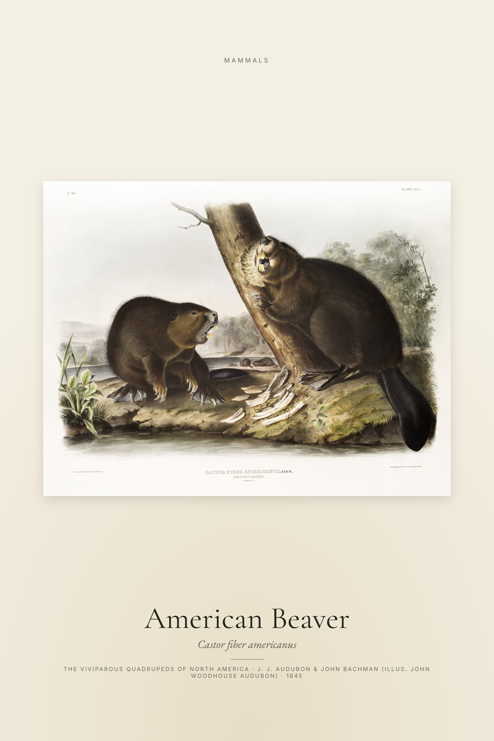 American Beaver