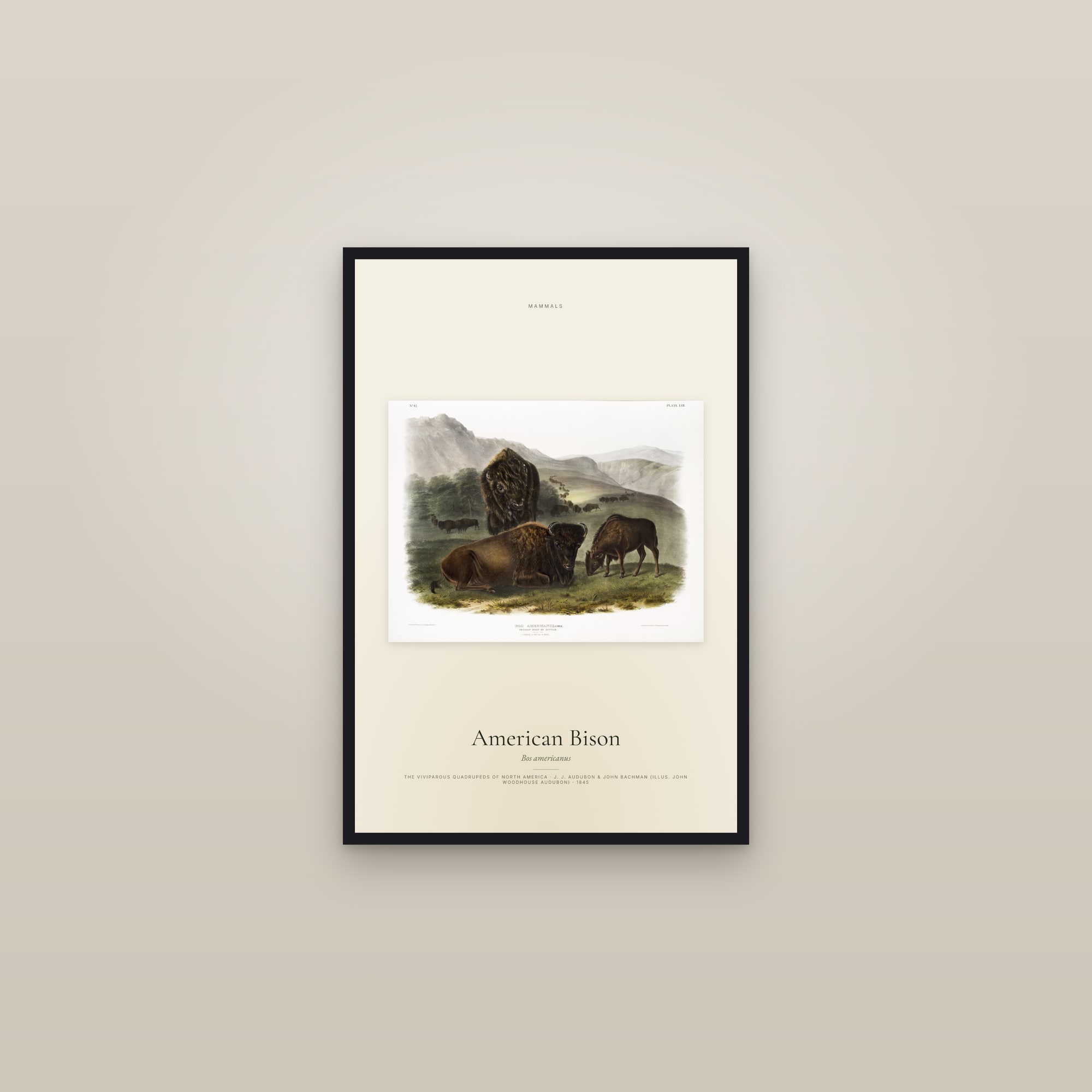 American Bison — framed in a gallery setting