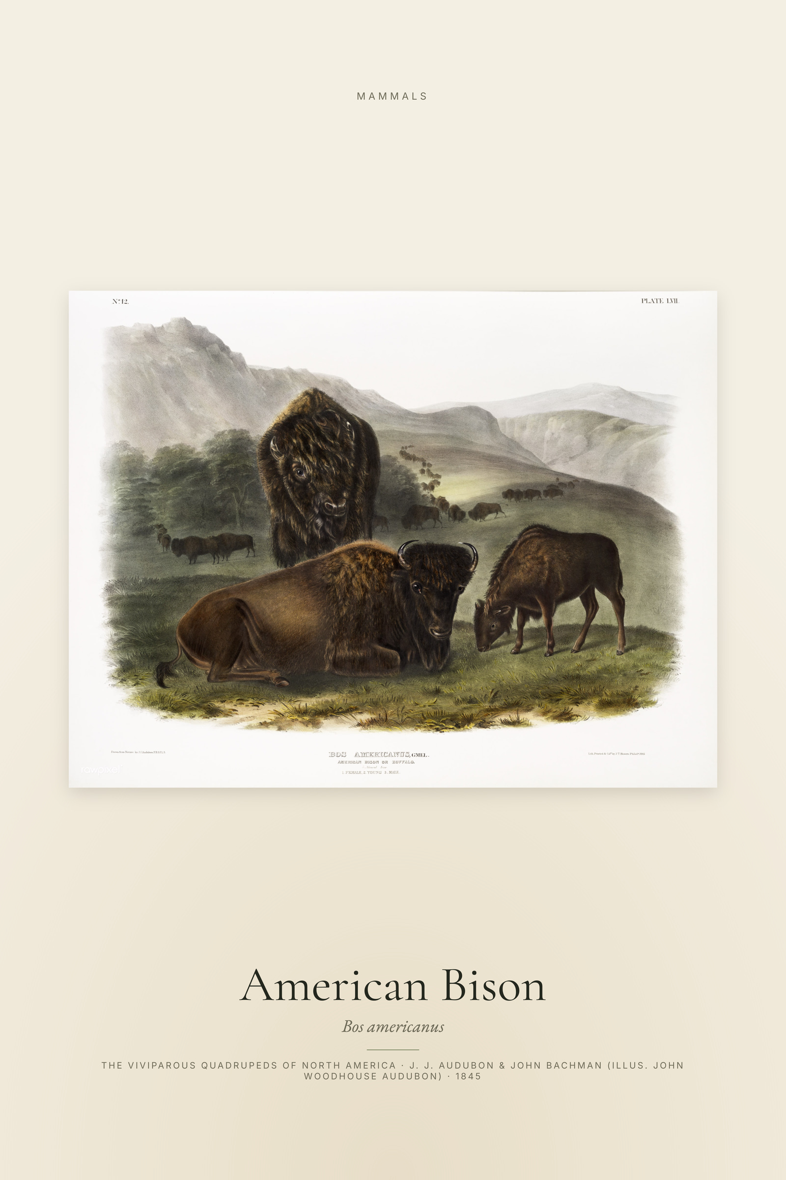 American Bison