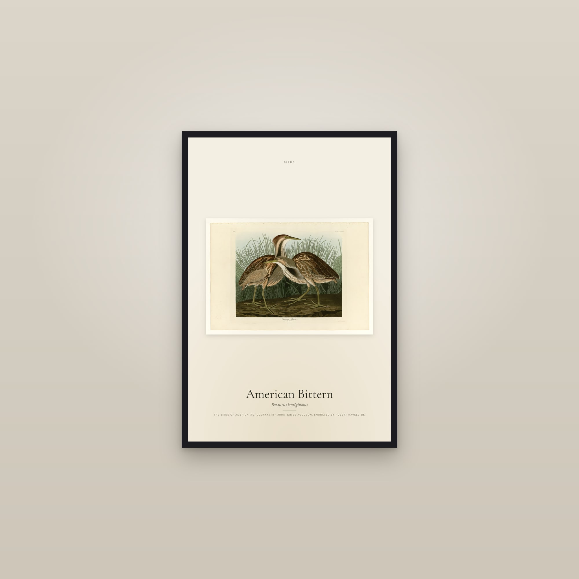 American Bittern — framed in a gallery setting