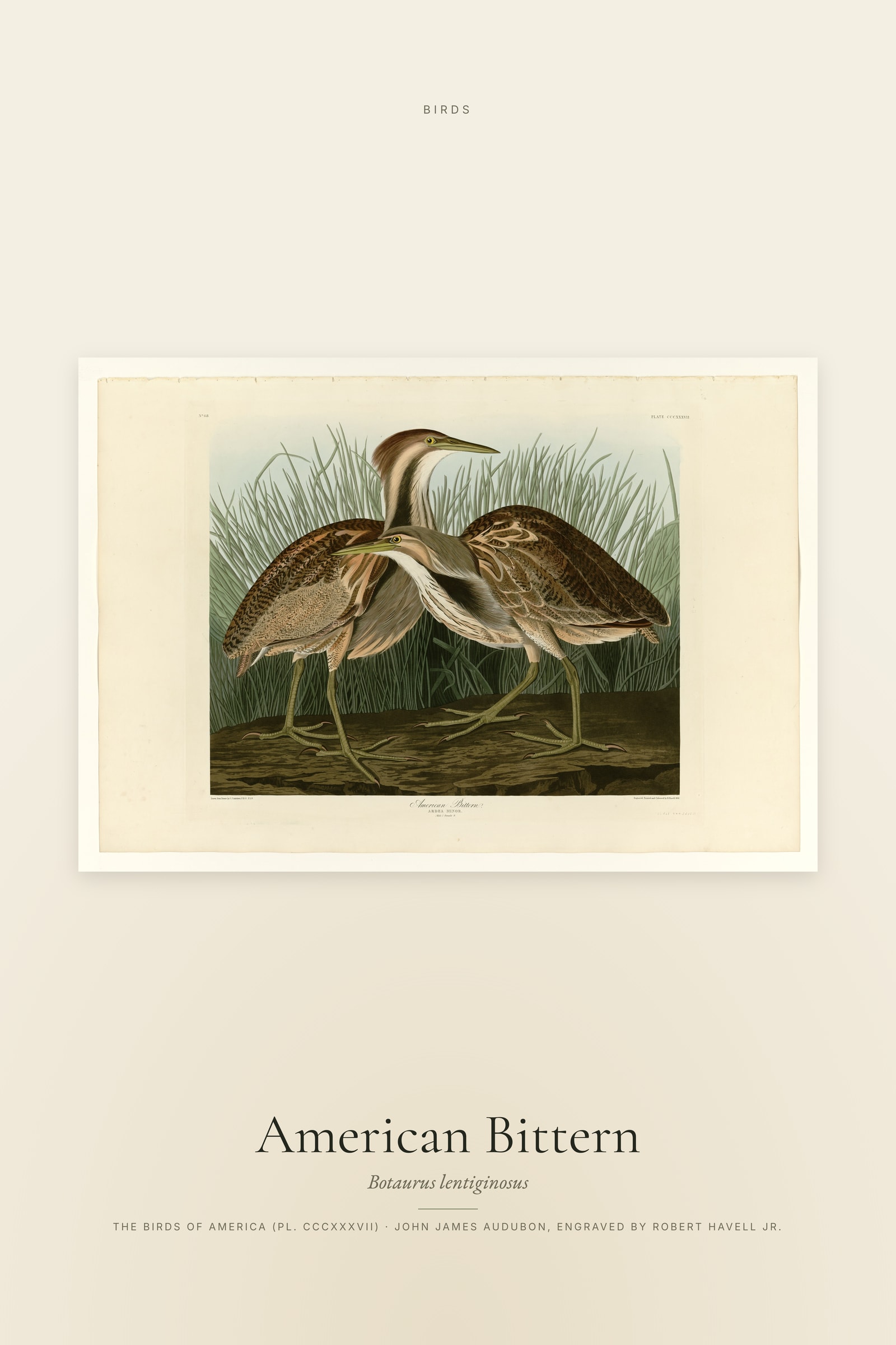 American Bittern