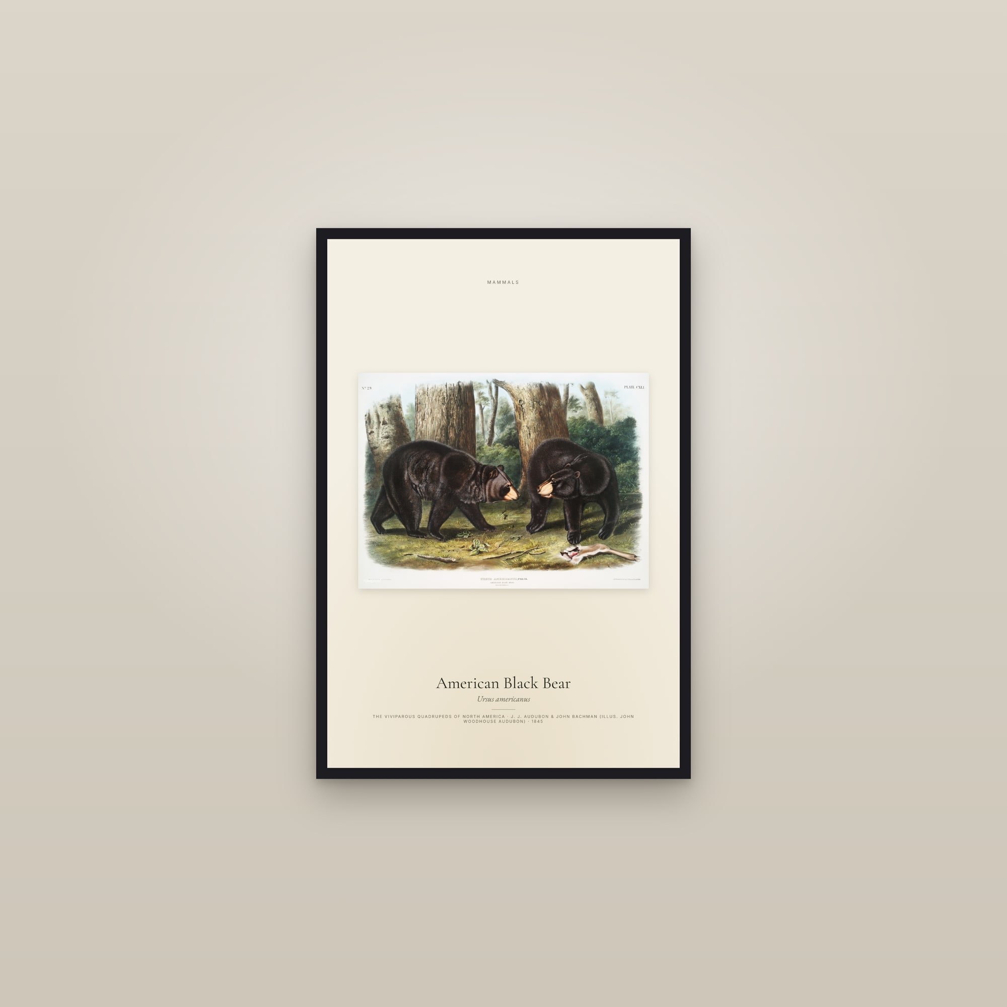American Black Bear — framed in a gallery setting