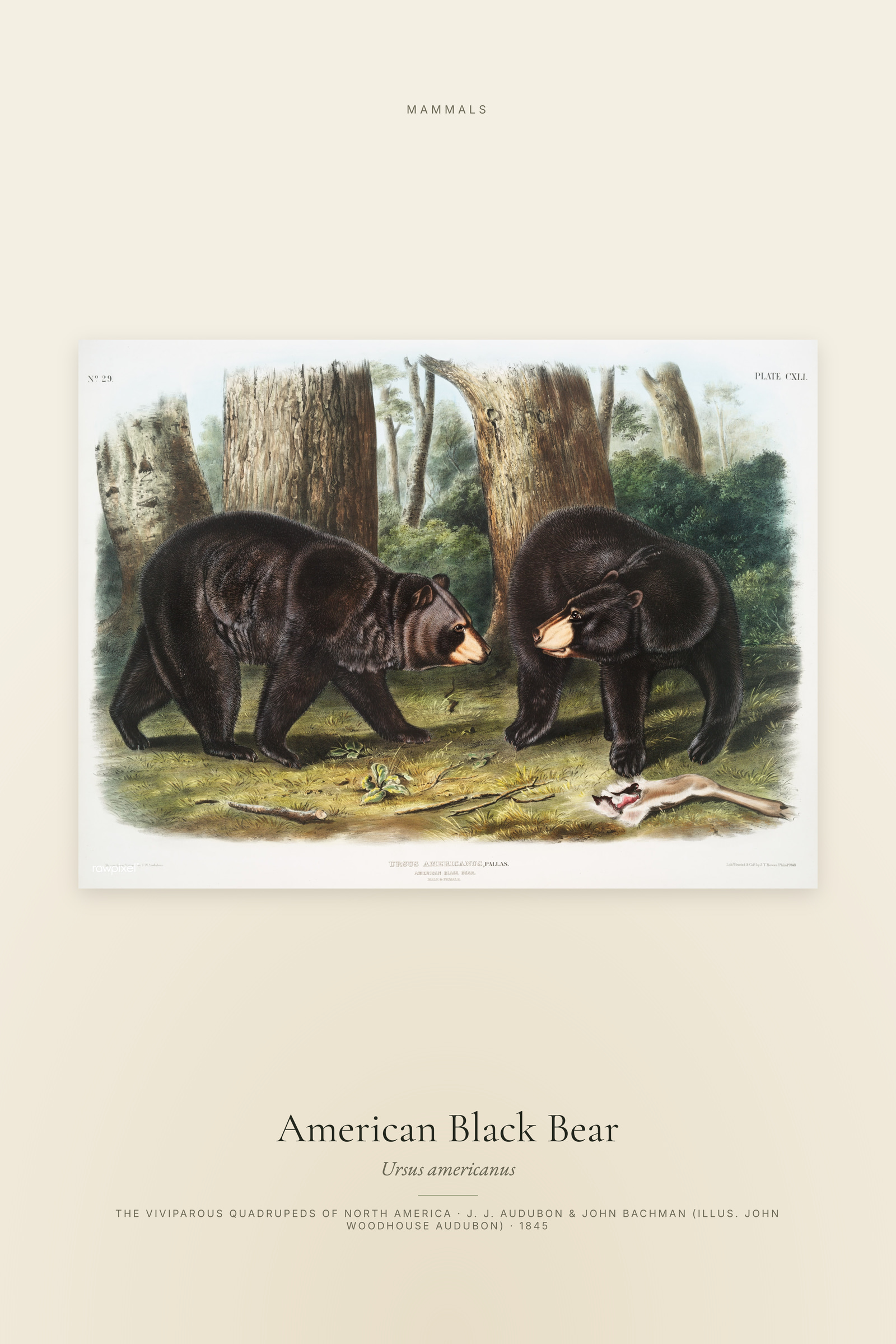 American Black Bear
