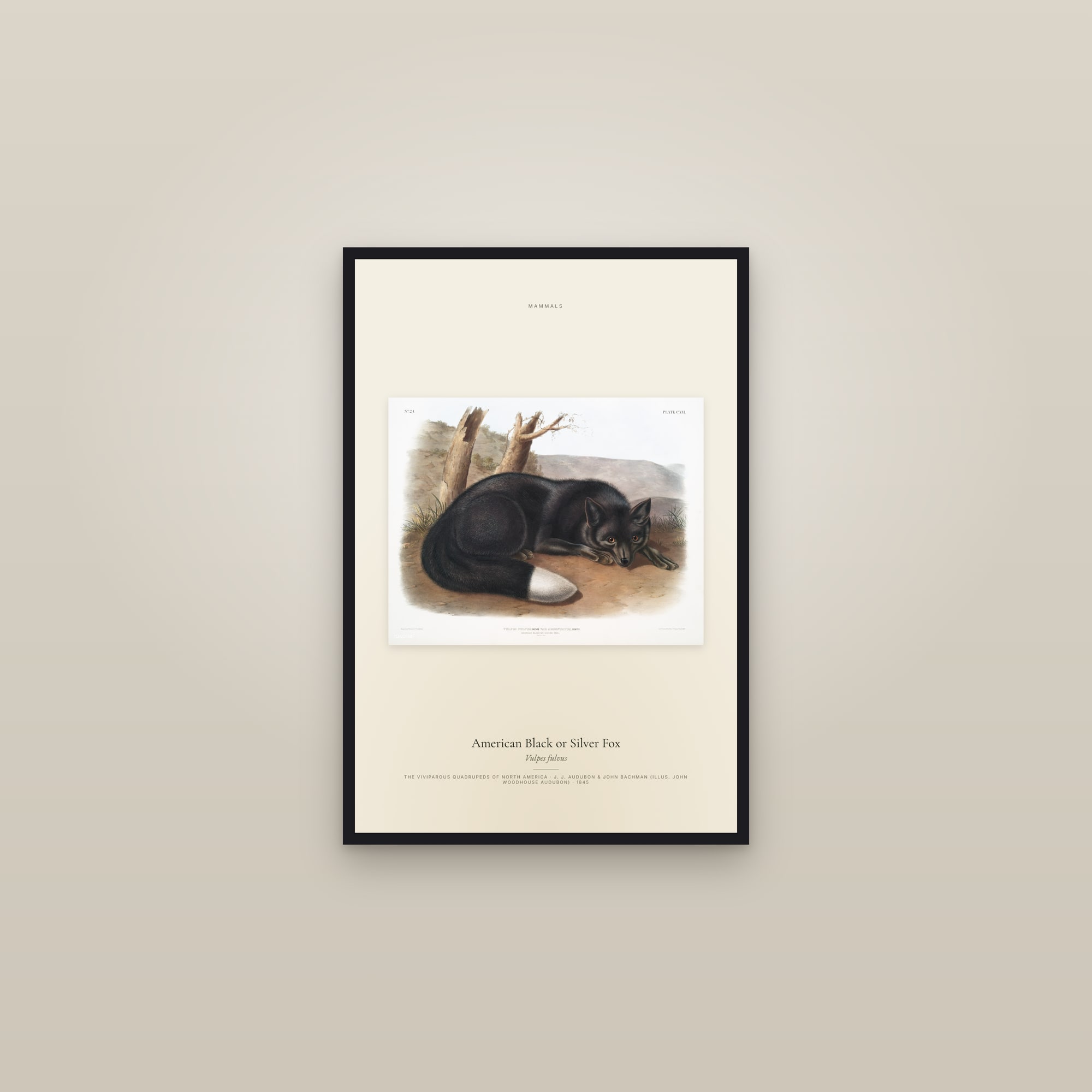 American Black or Silver Fox — framed in a gallery setting