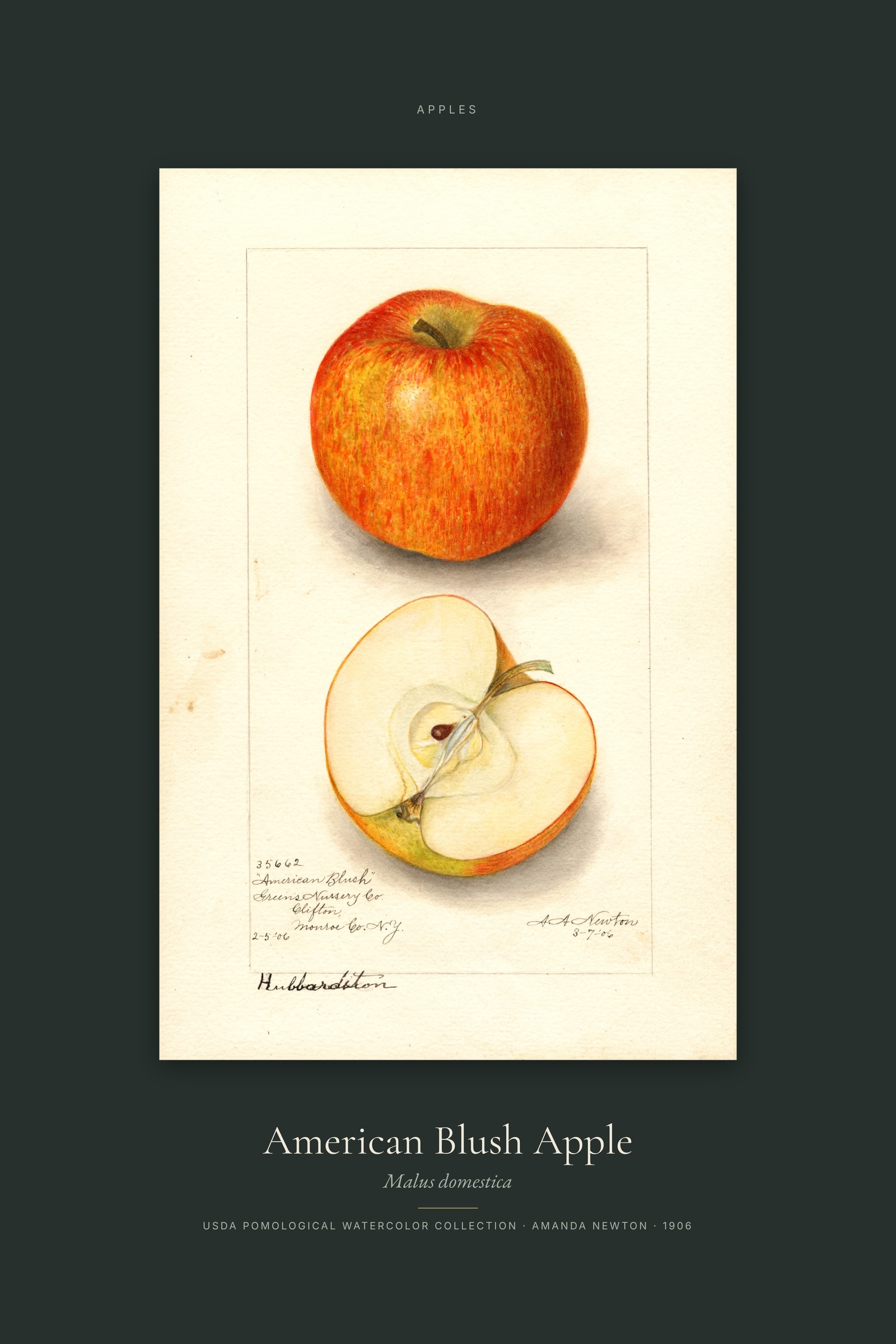 American Blush Apple — Specimen