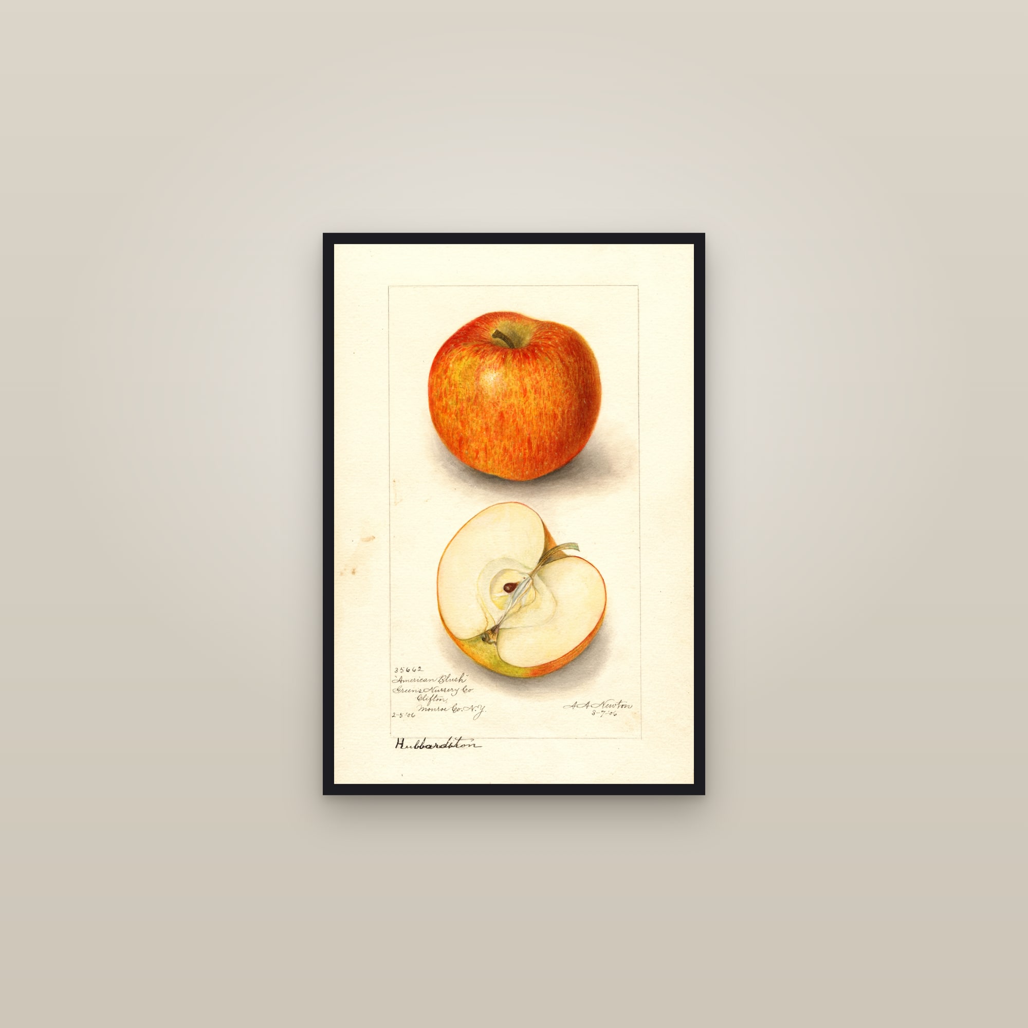 American Blush Apple — framed in a gallery setting