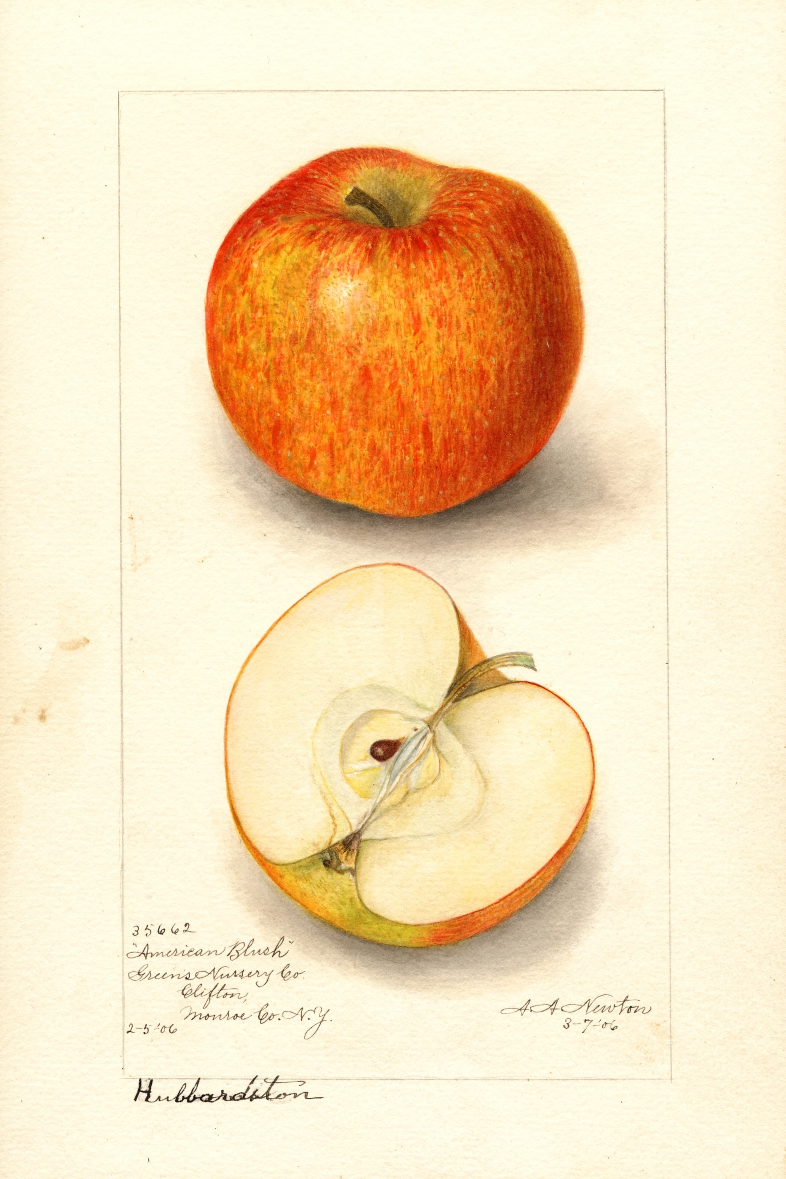 American Blush Apple