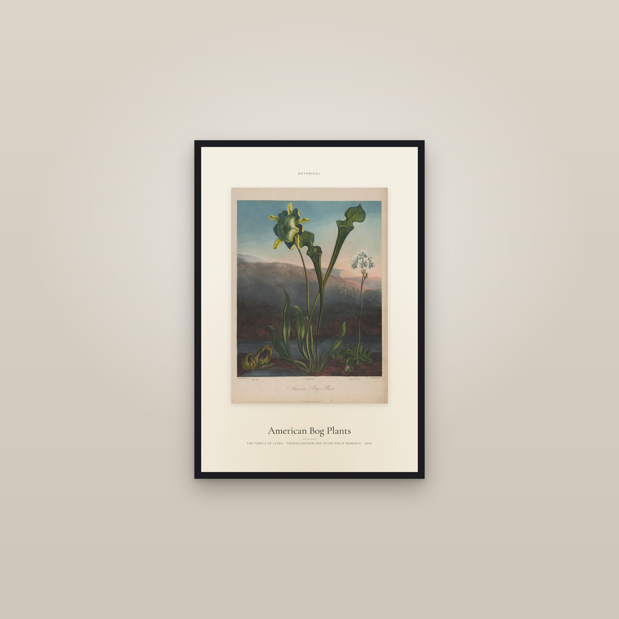 American Bog Plants — Specimen — framed in a gallery setting