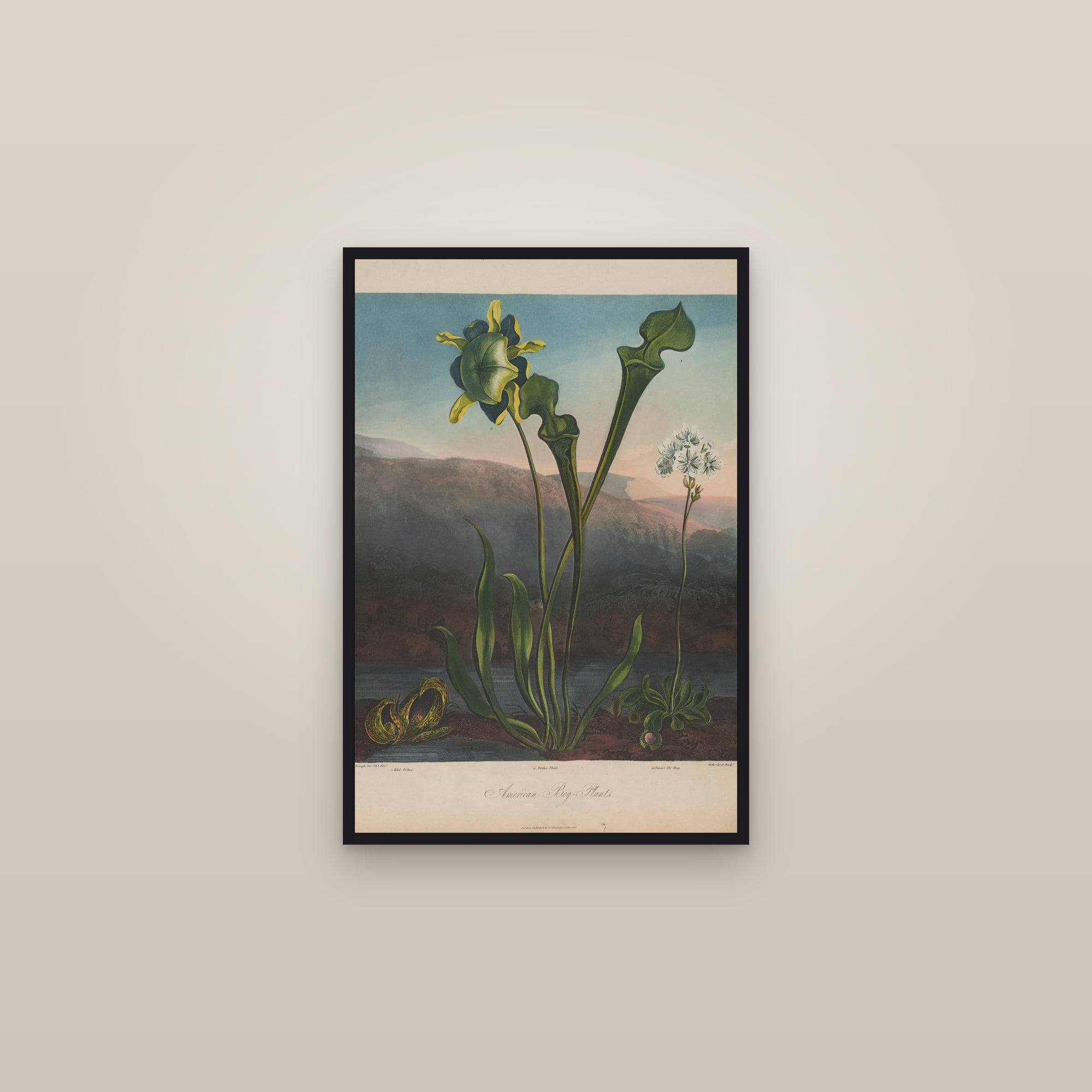 American Bog Plants — framed in a gallery setting