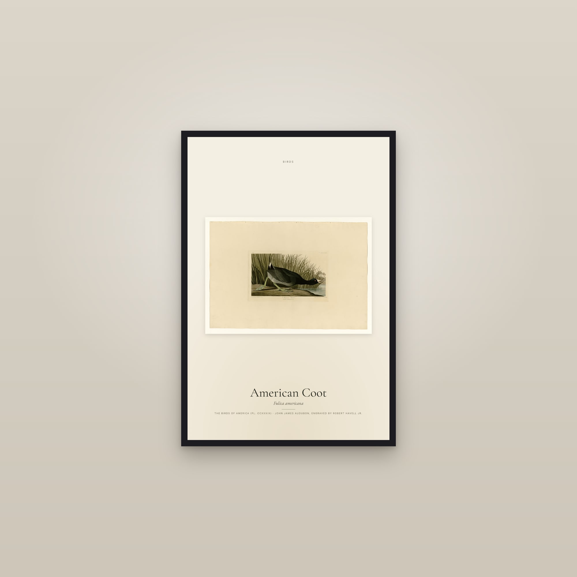 American Coot — framed in a gallery setting