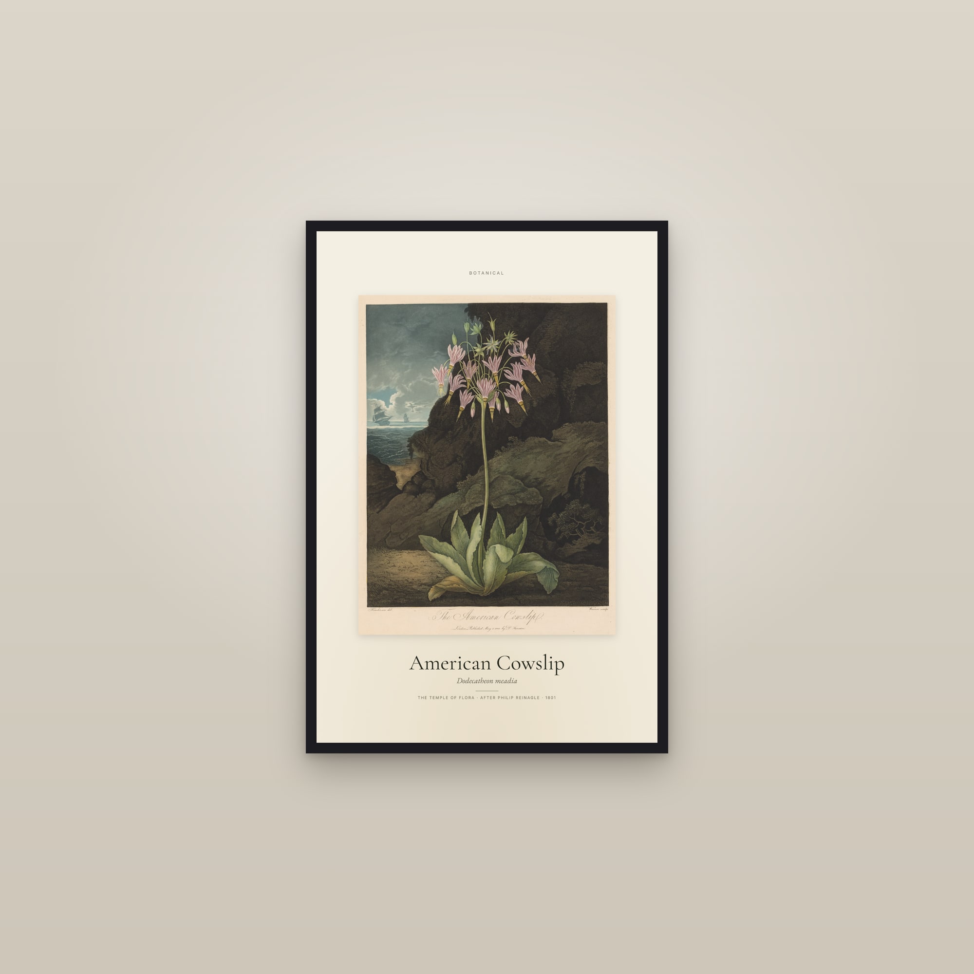 American Cowslip — Specimen — framed in a gallery setting