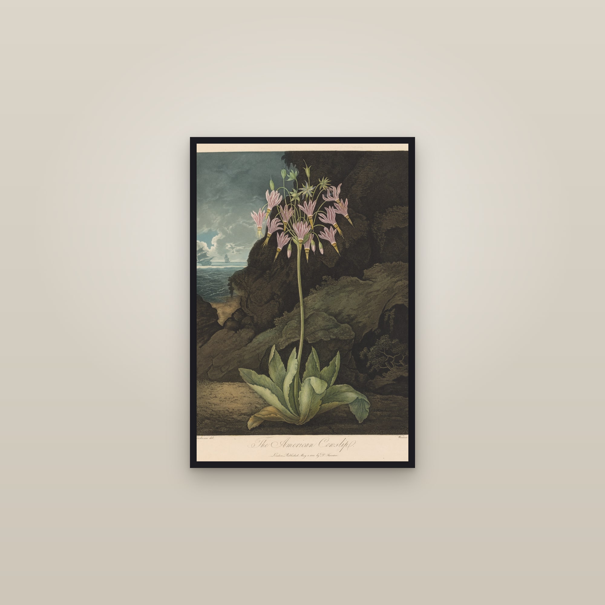 American Cowslip