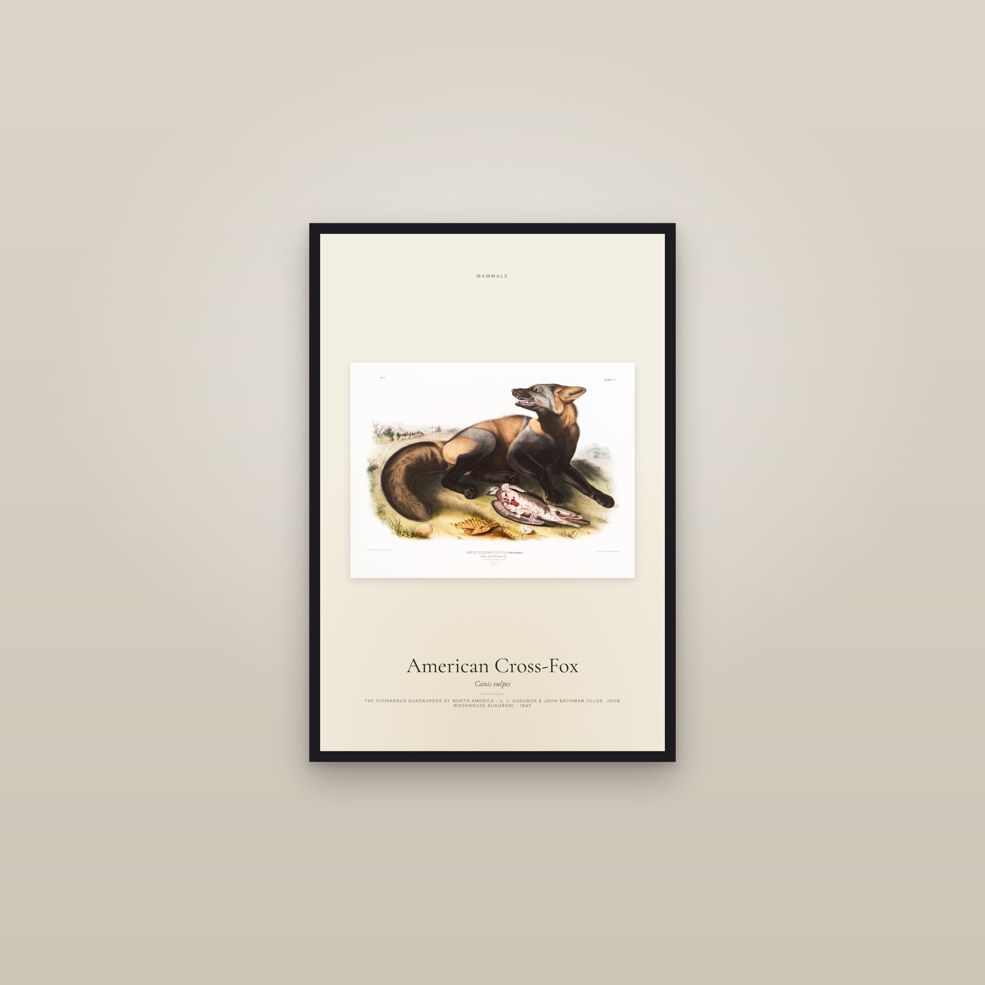 American Cross-Fox — framed in a gallery setting
