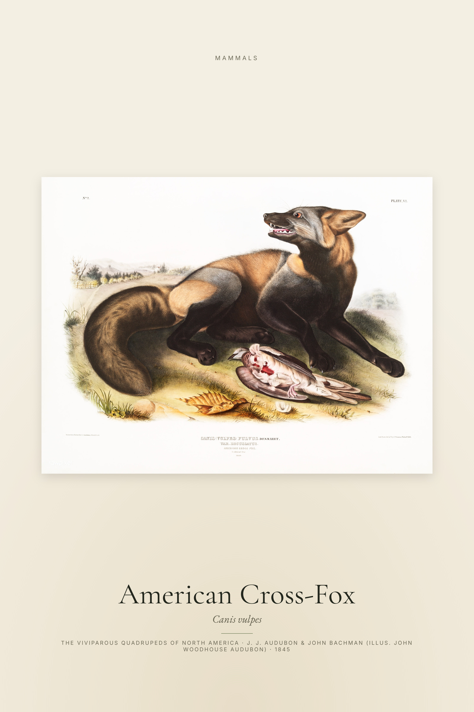 American Cross-Fox