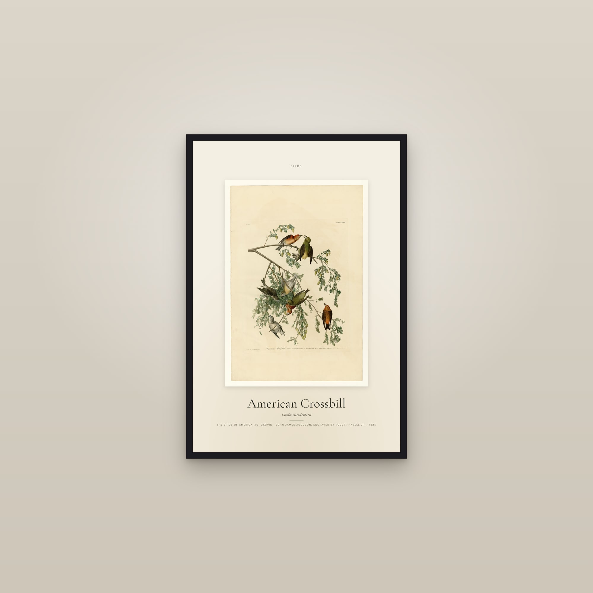 American Crossbill — Specimen — framed in a gallery setting