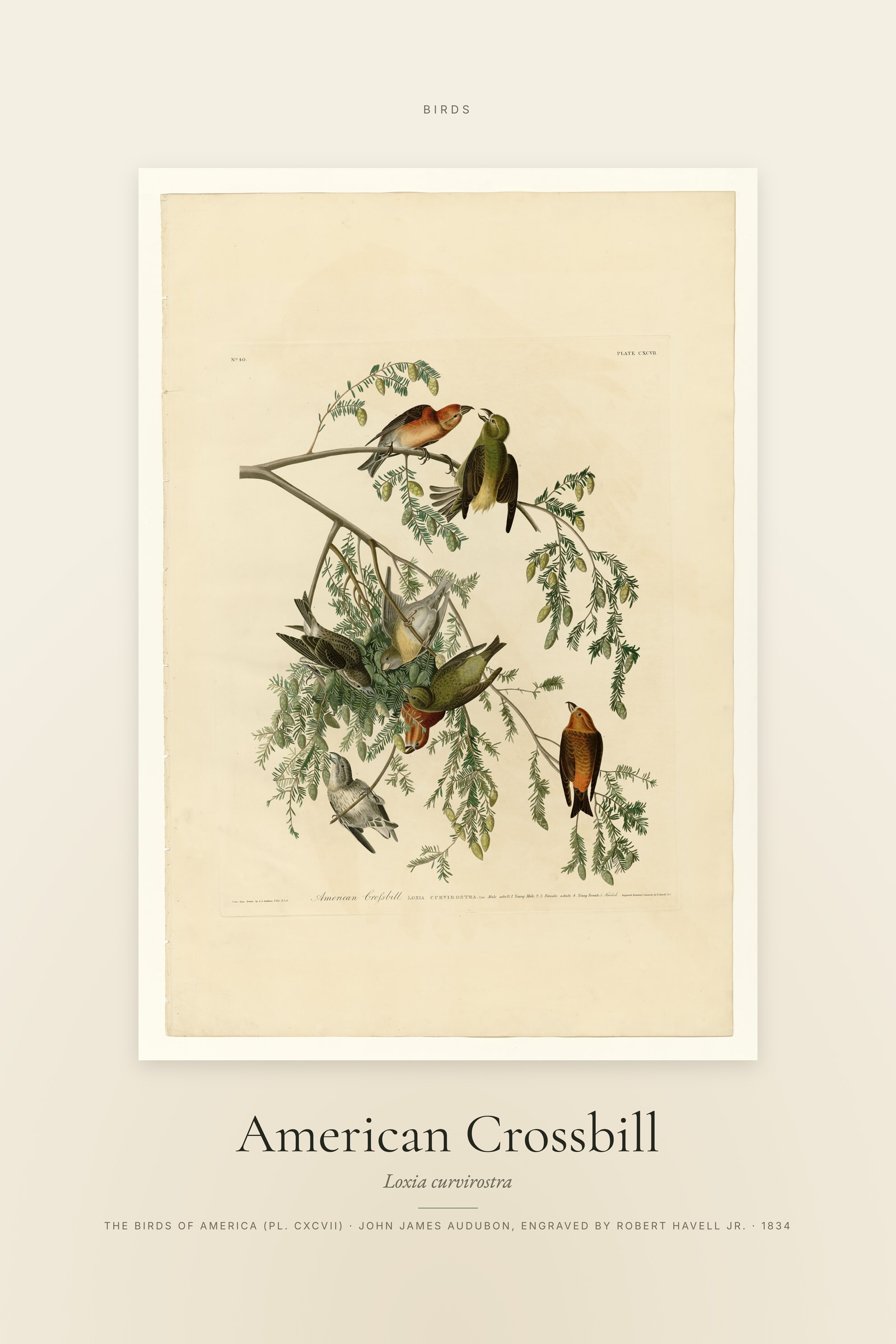 American Crossbill — Specimen