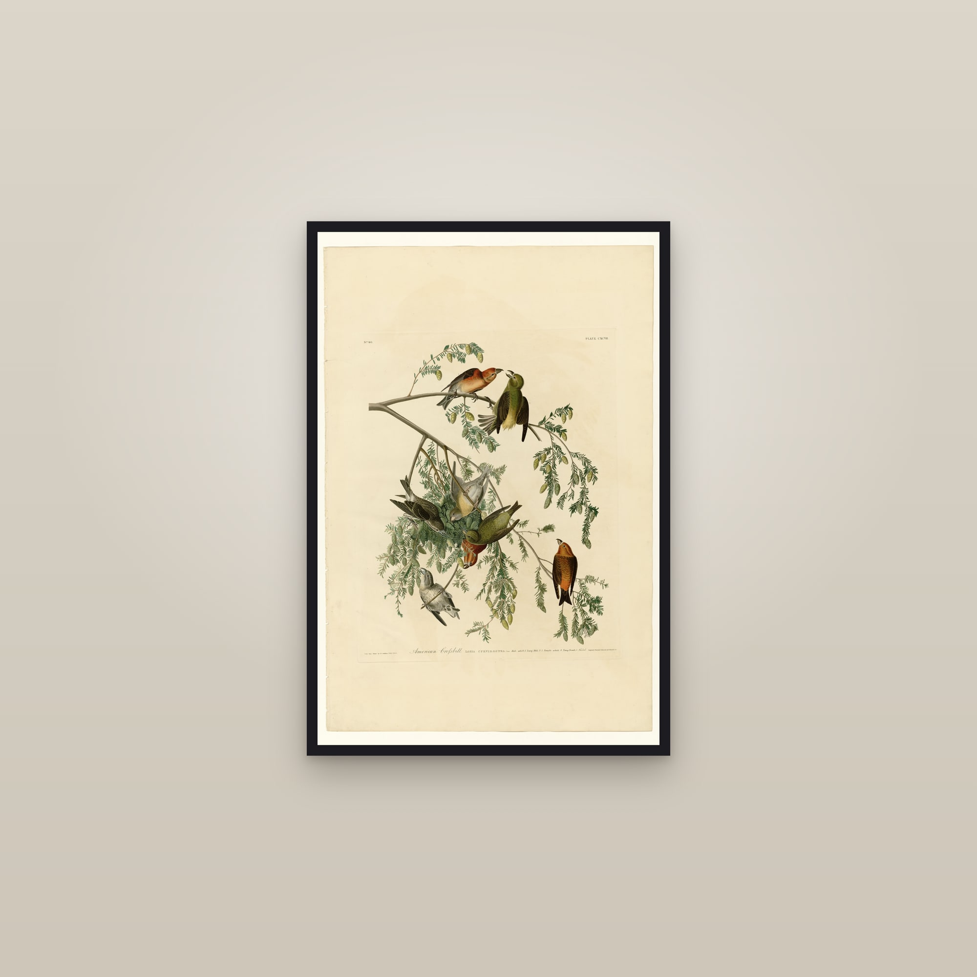 American Crossbill — framed in a gallery setting