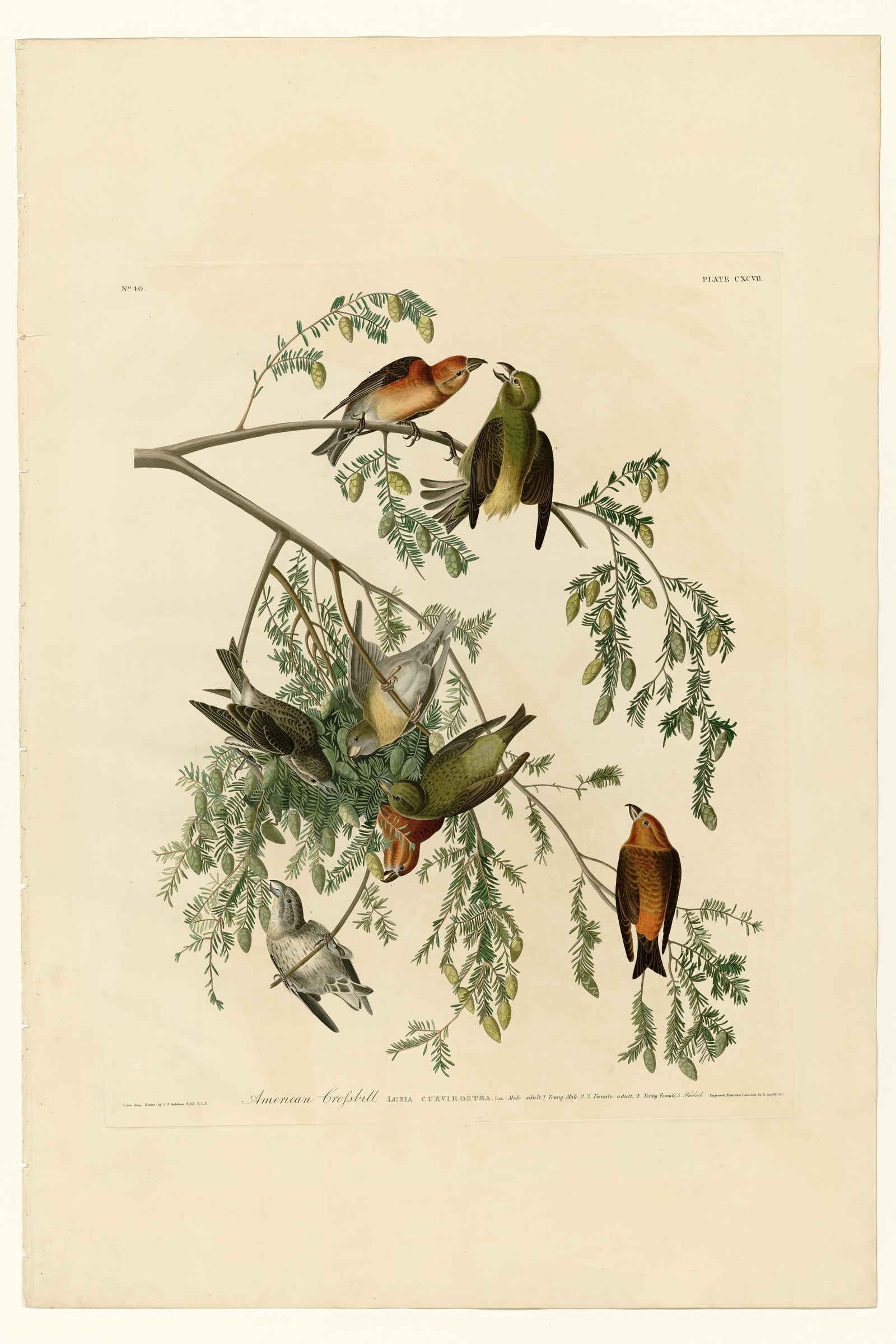 American Crossbill