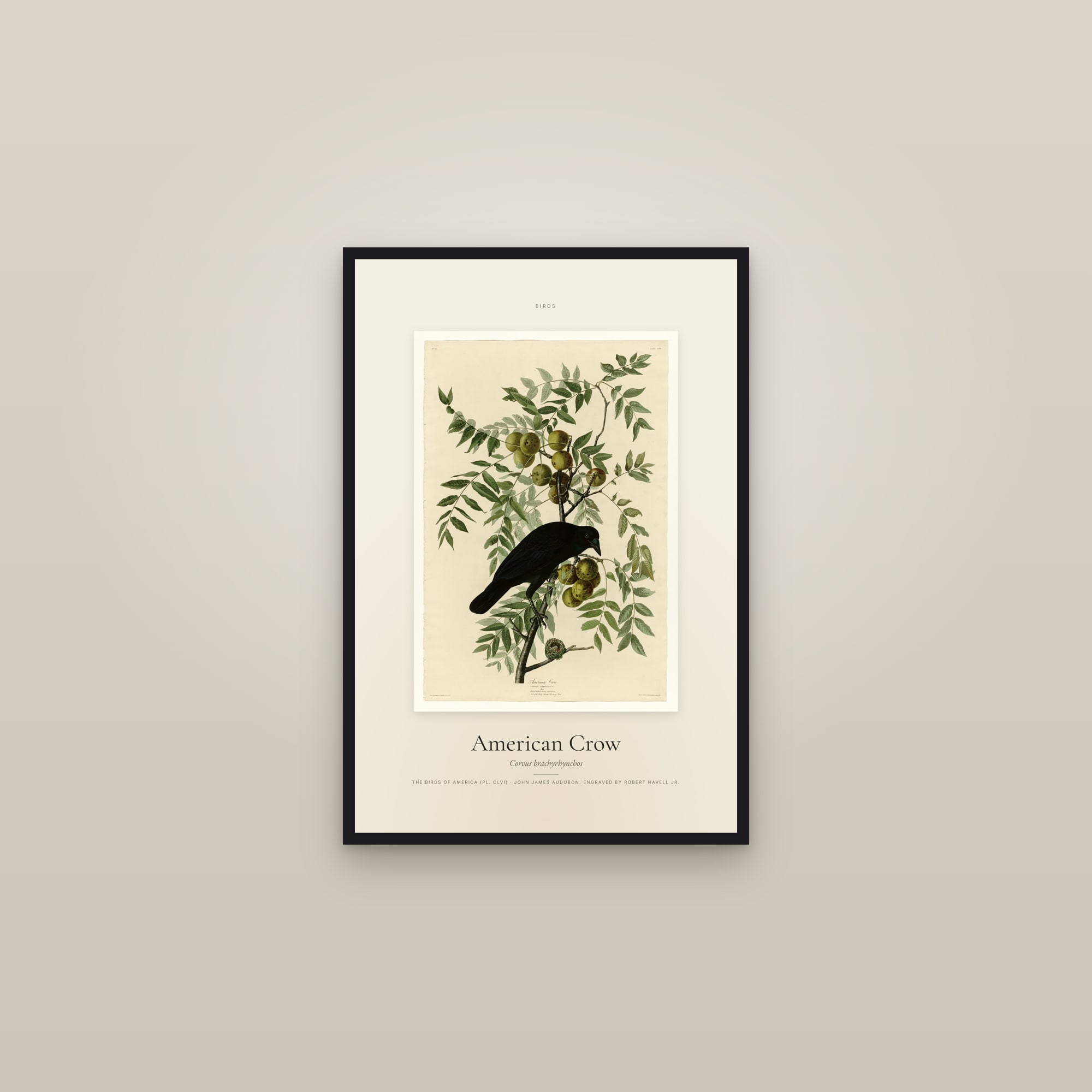 American Crow — Specimen — framed in a gallery setting