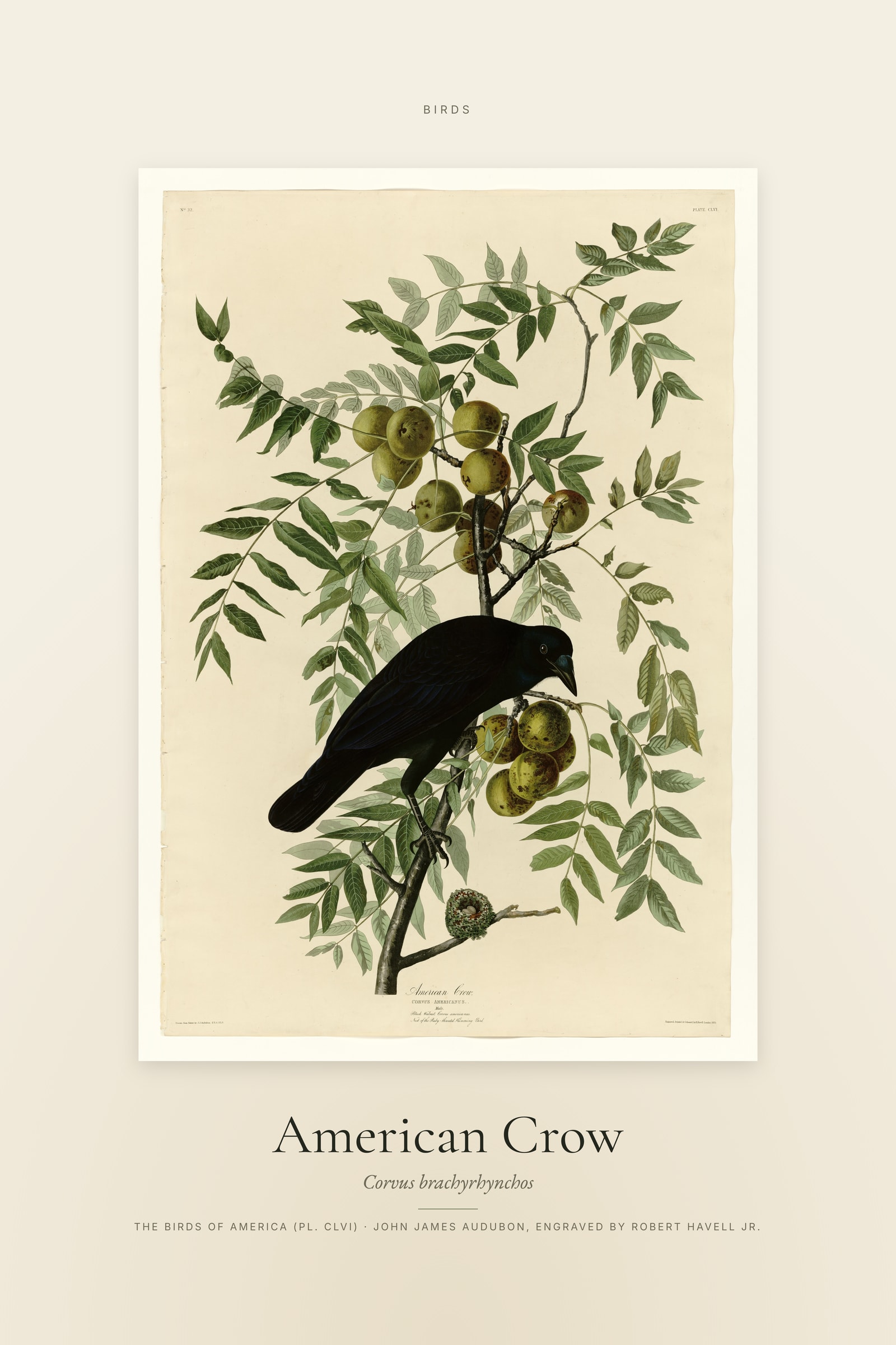 American Crow — Specimen