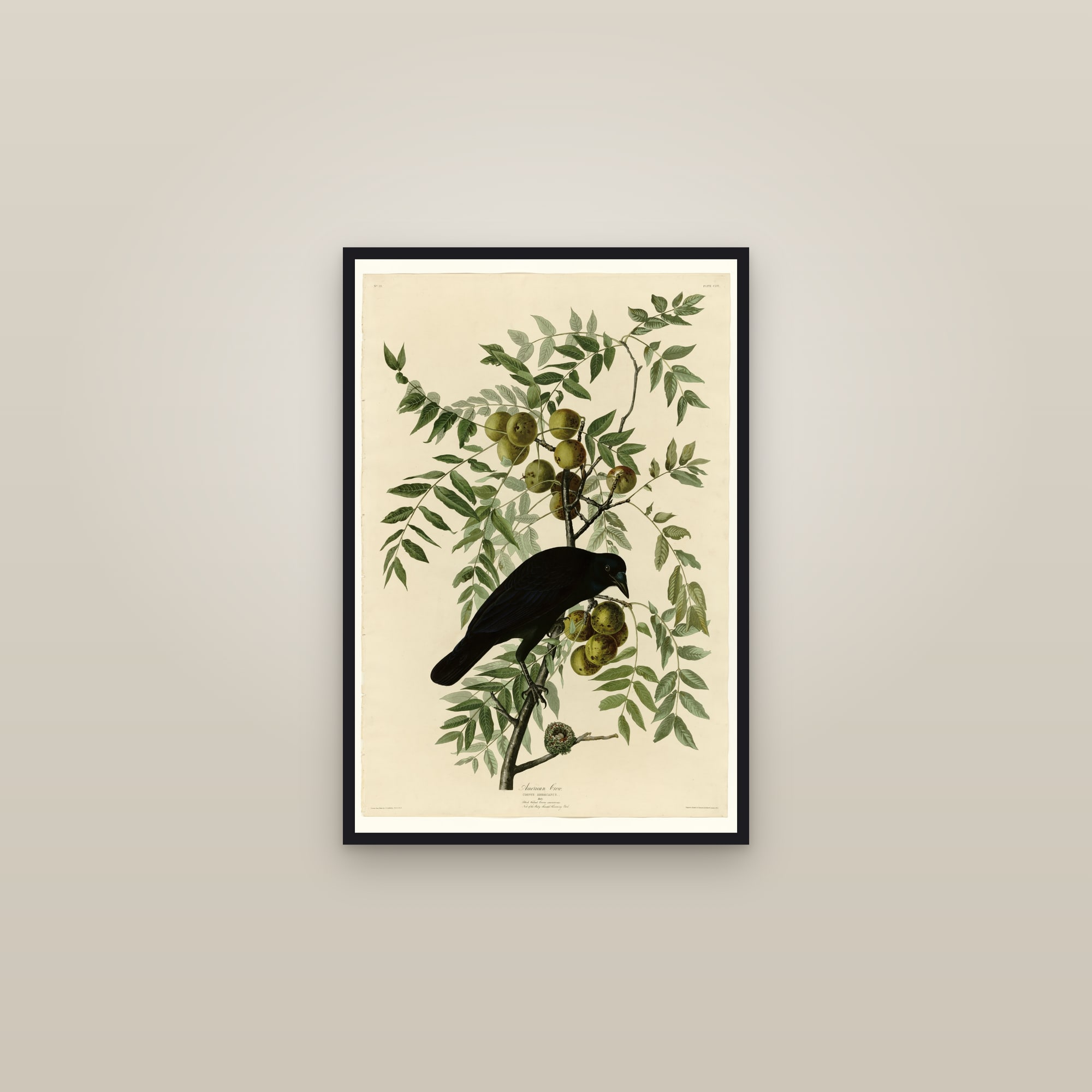 American Crow — framed in a gallery setting