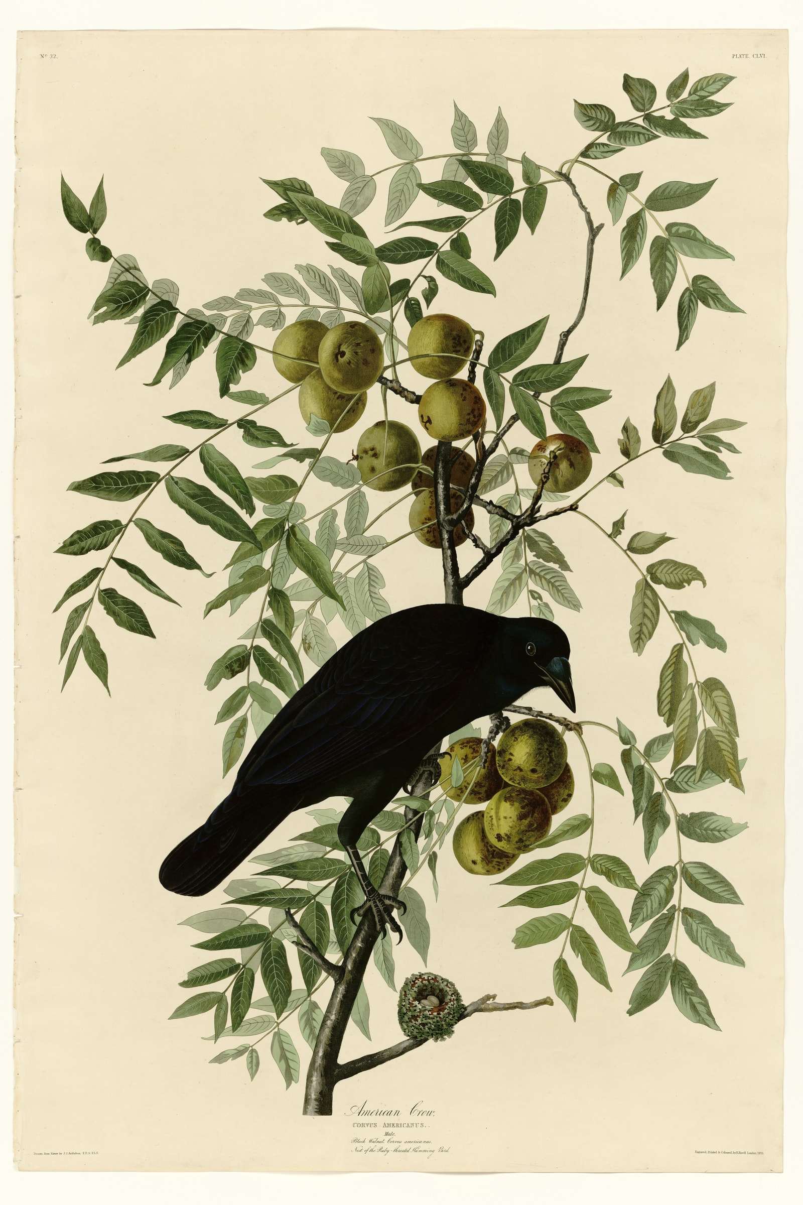 American Crow