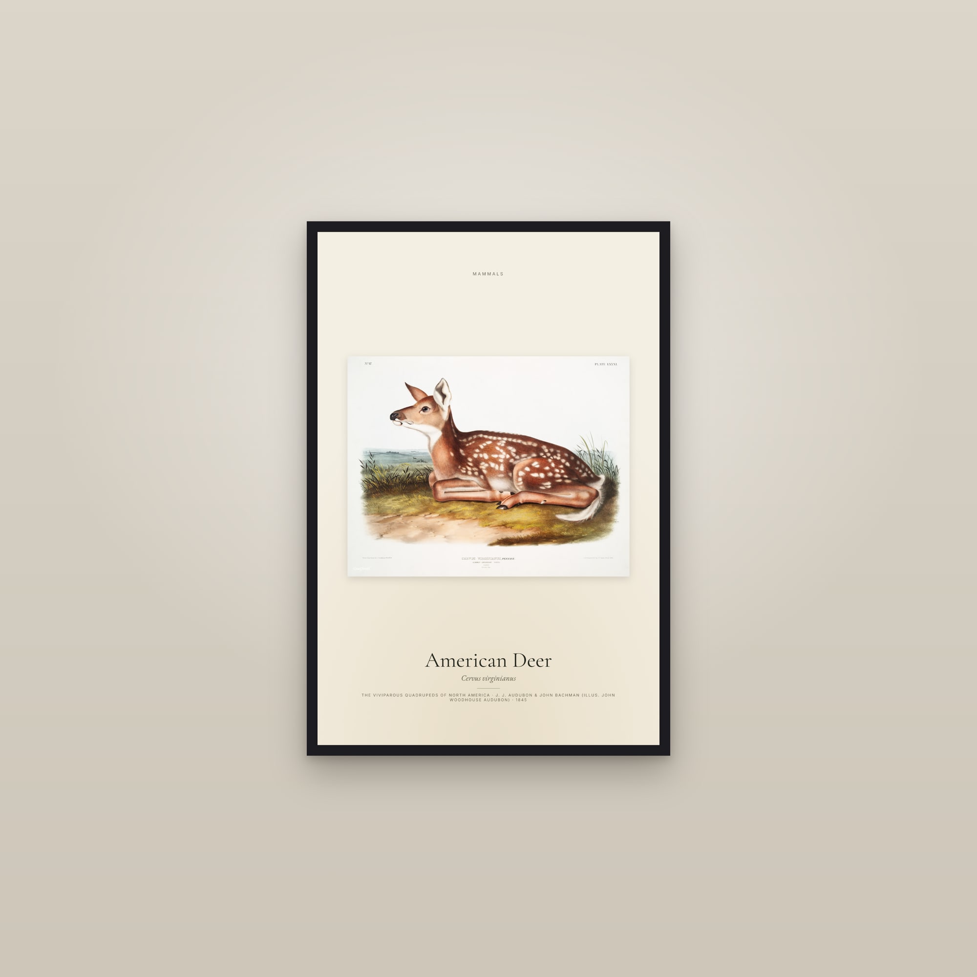 American Deer — framed in a gallery setting