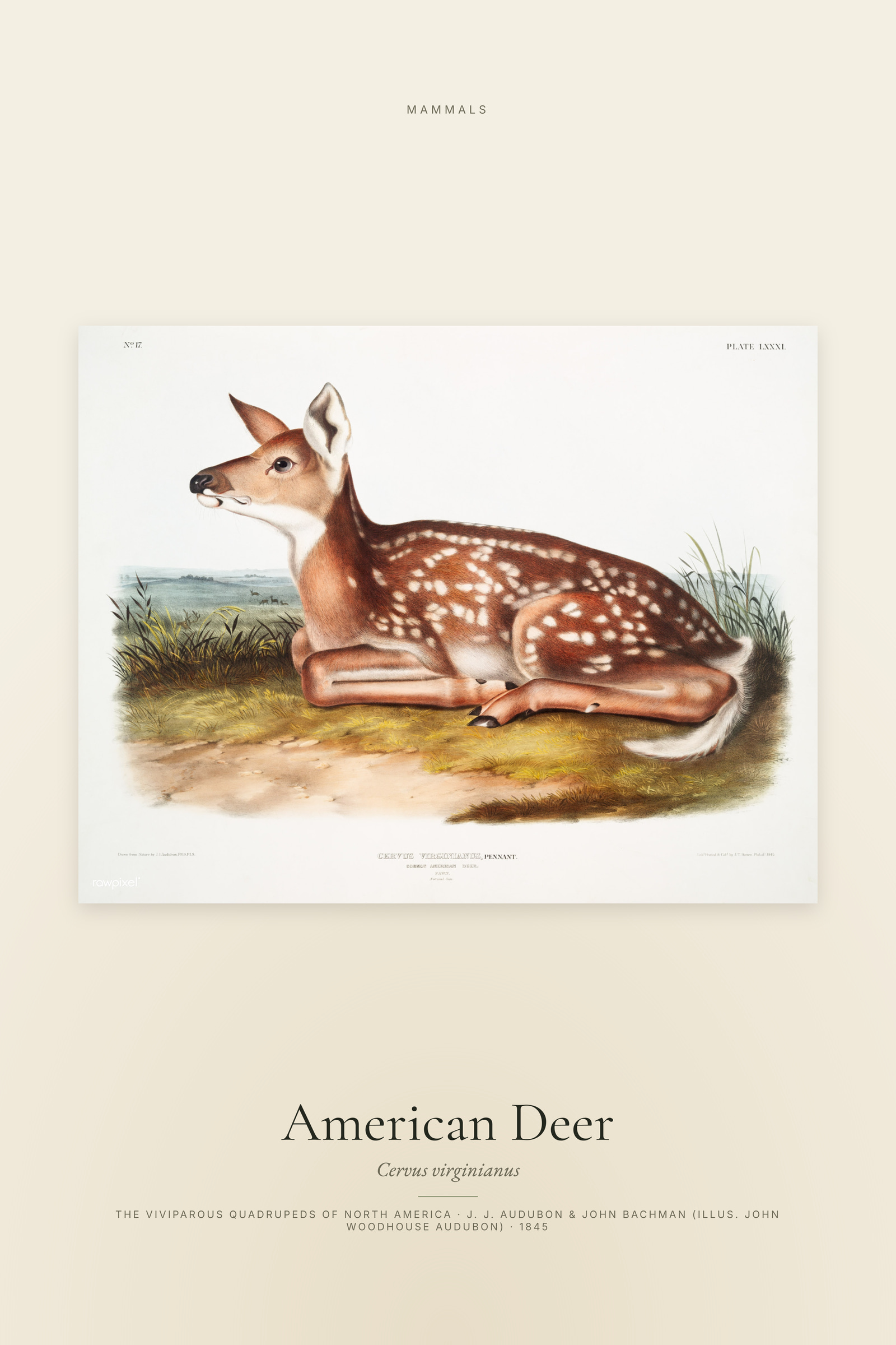 American Deer