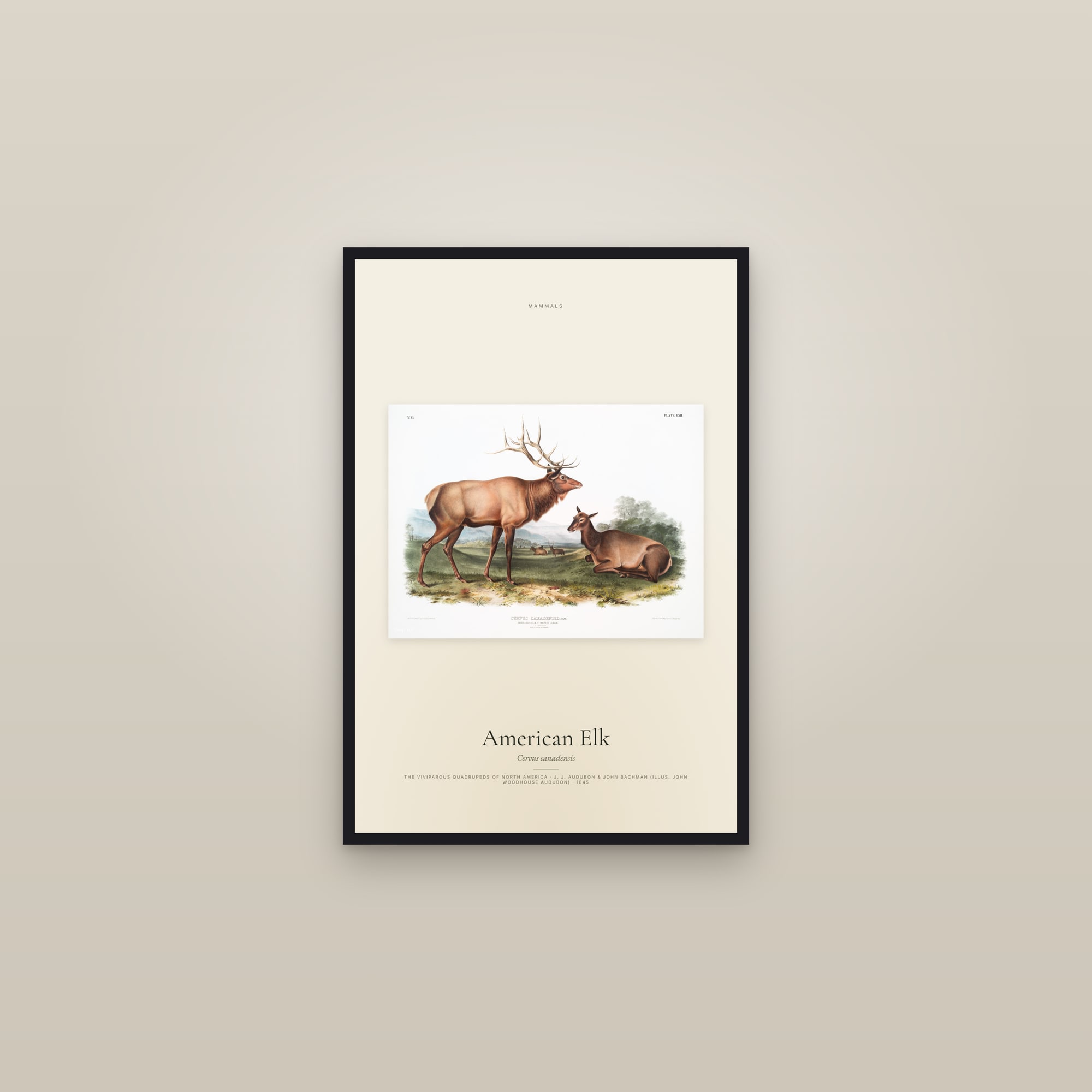 American Elk — framed in a gallery setting